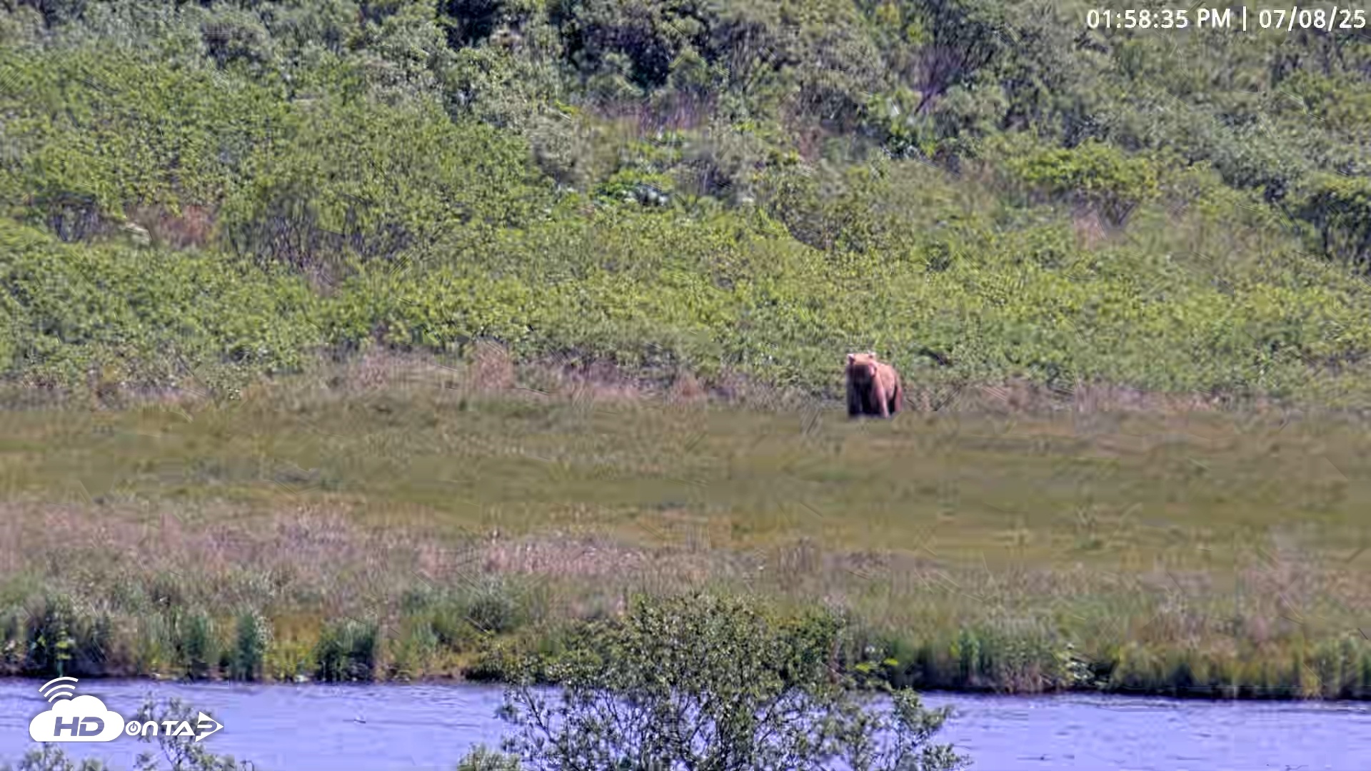 Snapshot of Kodiak Alaska Brown Bears Live Webcam taken Jul 8, 2025, 1:59pm AKDT