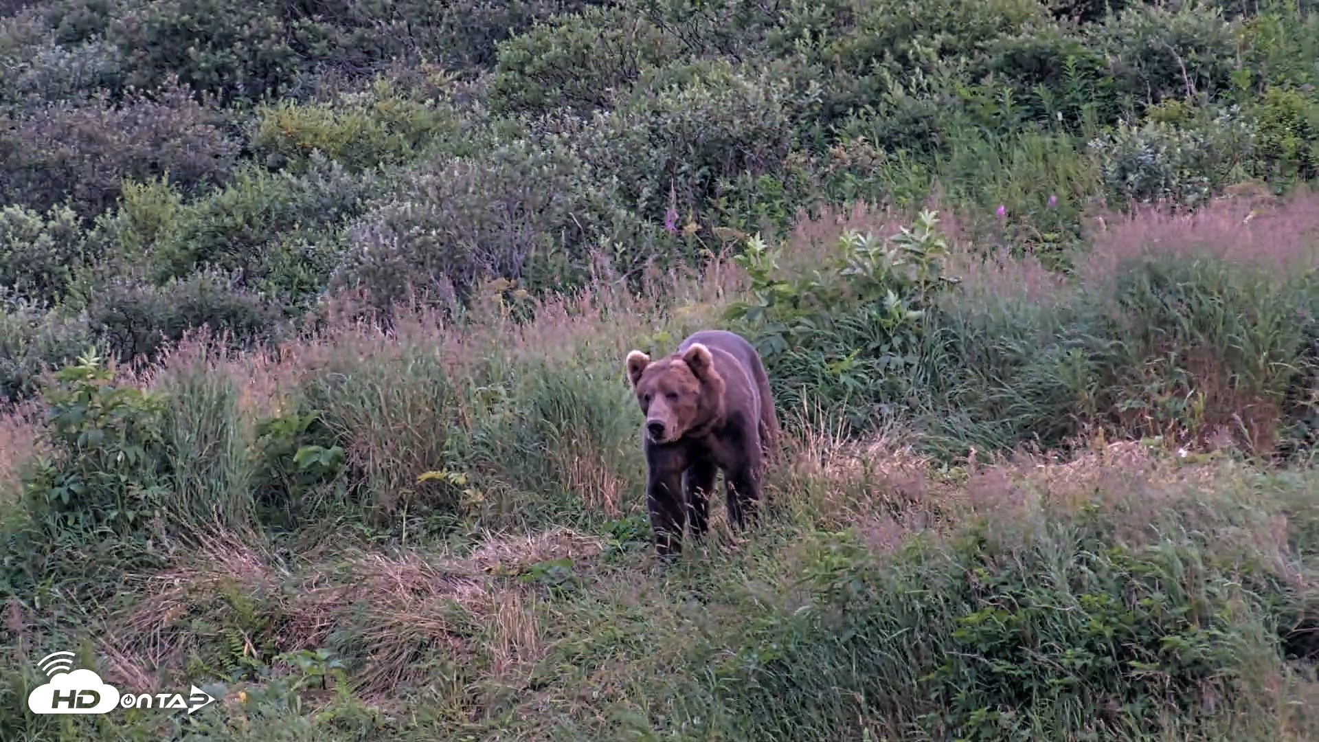 Snapshot of Kodiak Alaska Brown Bears Live Webcam taken Aug 10, 2026, 9:40pm AKDT