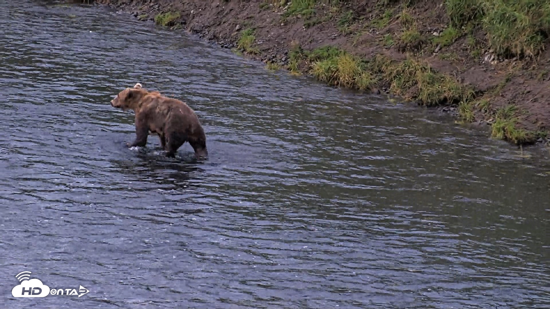 Snapshot of Kodiak Alaska Brown Bears Live Webcam taken Aug 21, 2026, 7:04am AKDT