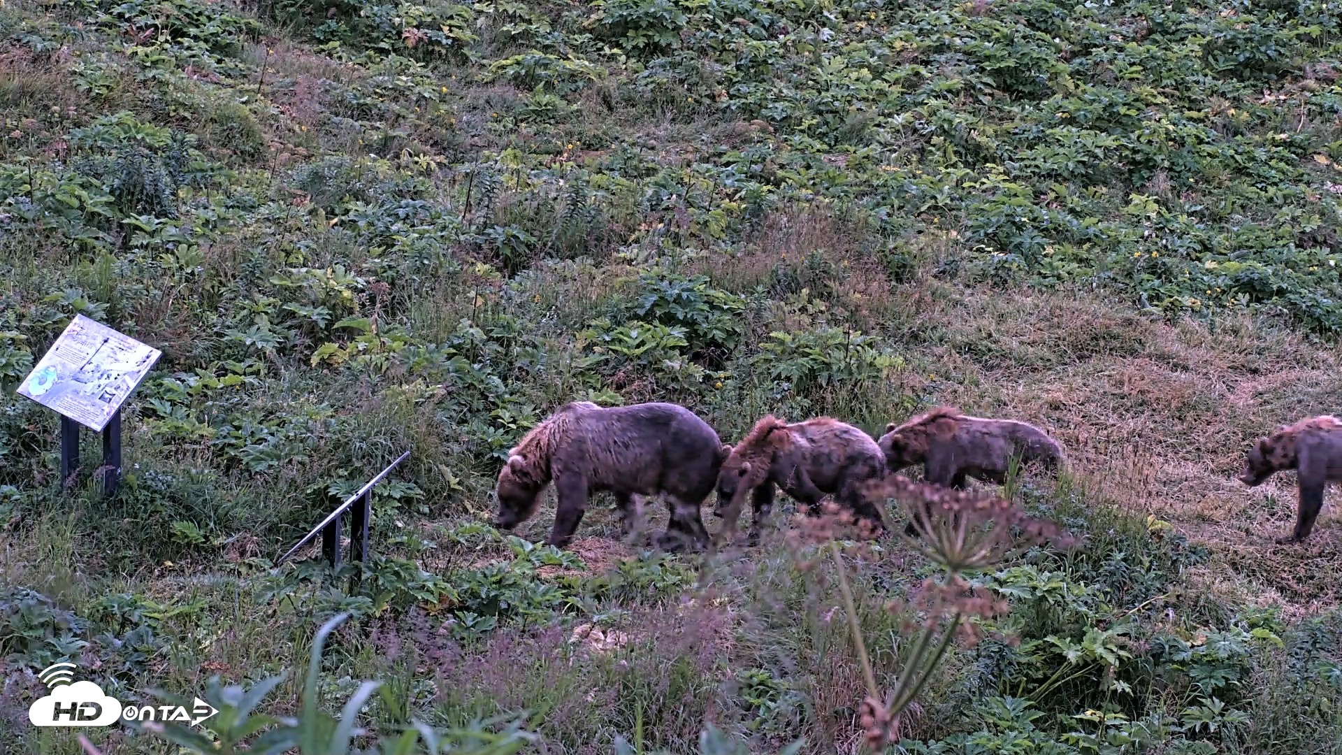 Snapshot of Kodiak Alaska Brown Bears Live Webcam taken Aug 12, 2026, 6:29am AKDT
