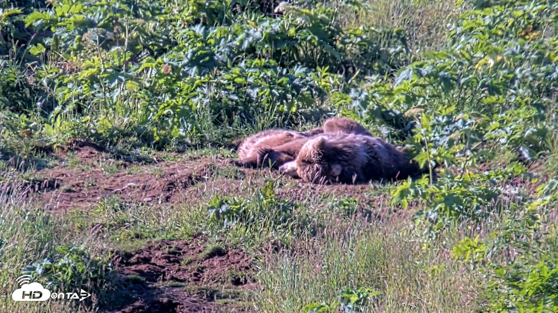 Snapshot of Kodiak Alaska Brown Bears Live Webcam taken Jul 31, 2026, 9:26am AKDT