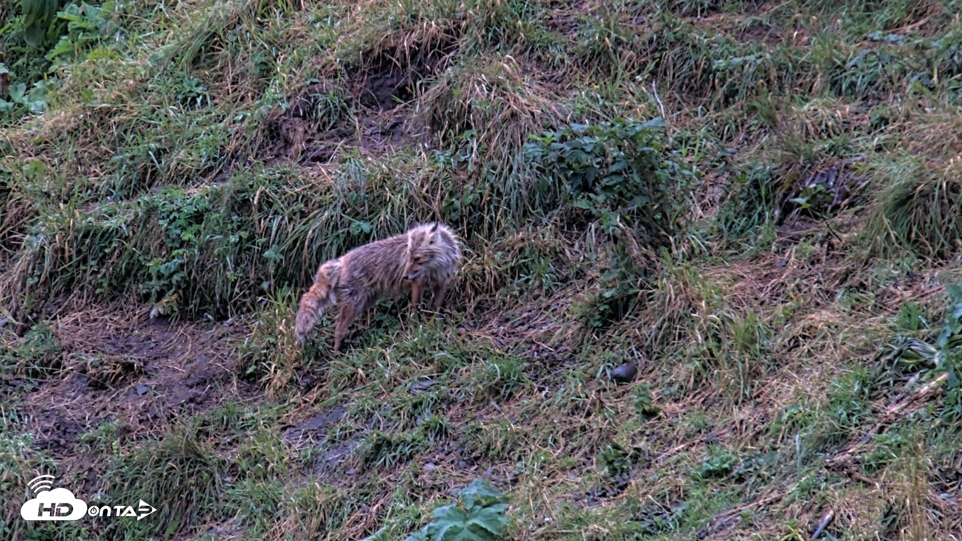 Snapshot of Kodiak Alaska Brown Bears Live Webcam taken Aug 13, 2026, 7:22am AKDT