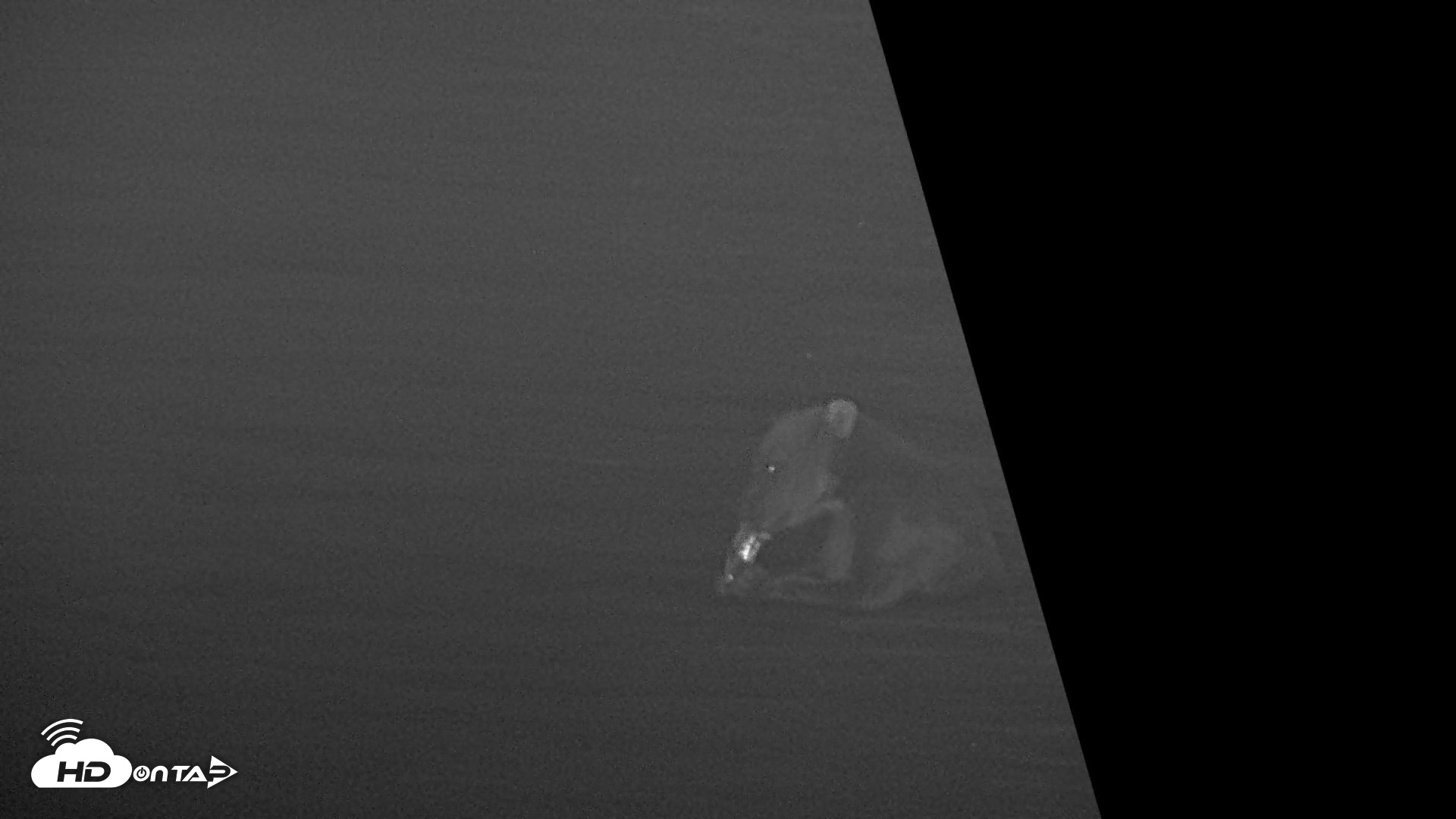 Snapshot of Kodiak Alaska Brown Bears Live Webcam taken Jul 28, 2026, 11:46pm AKDT