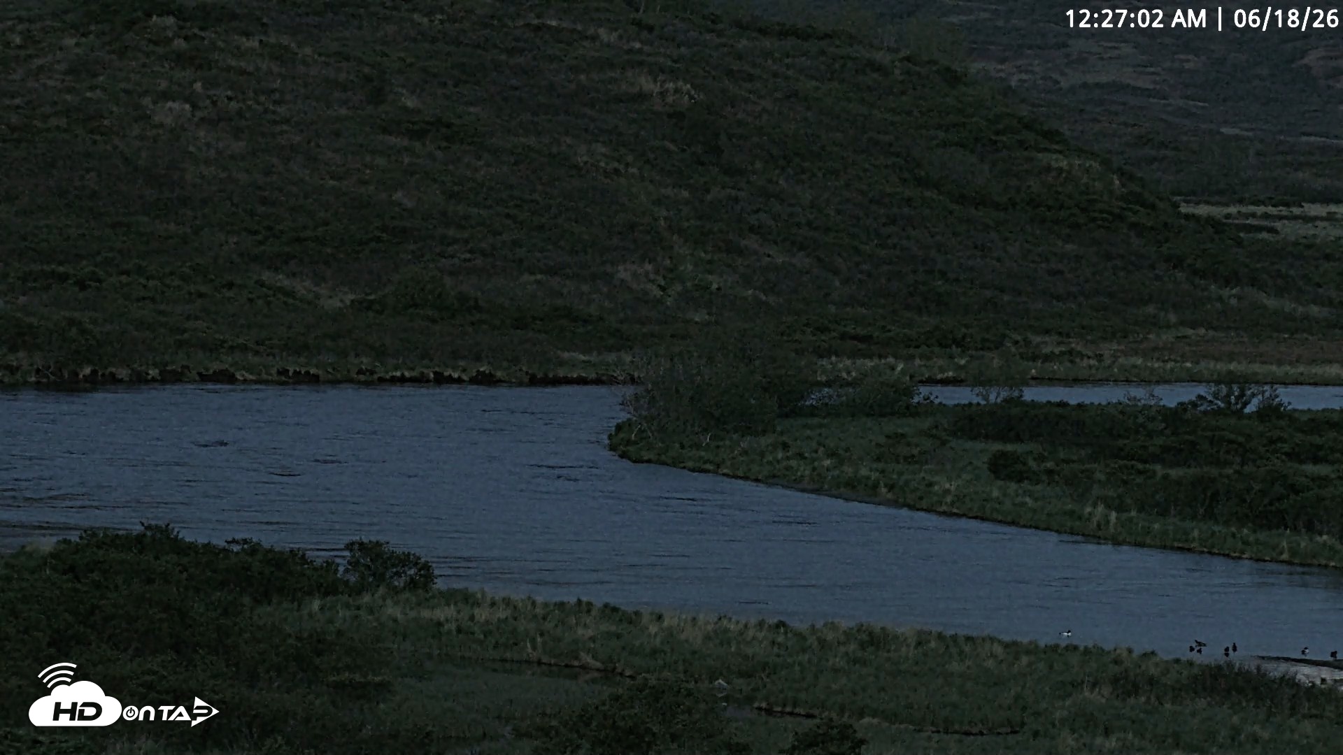 Snapshot of Kodiak Alaska Brown Bears Live Webcam taken Jun 18, 2026, 12:28am AKDT