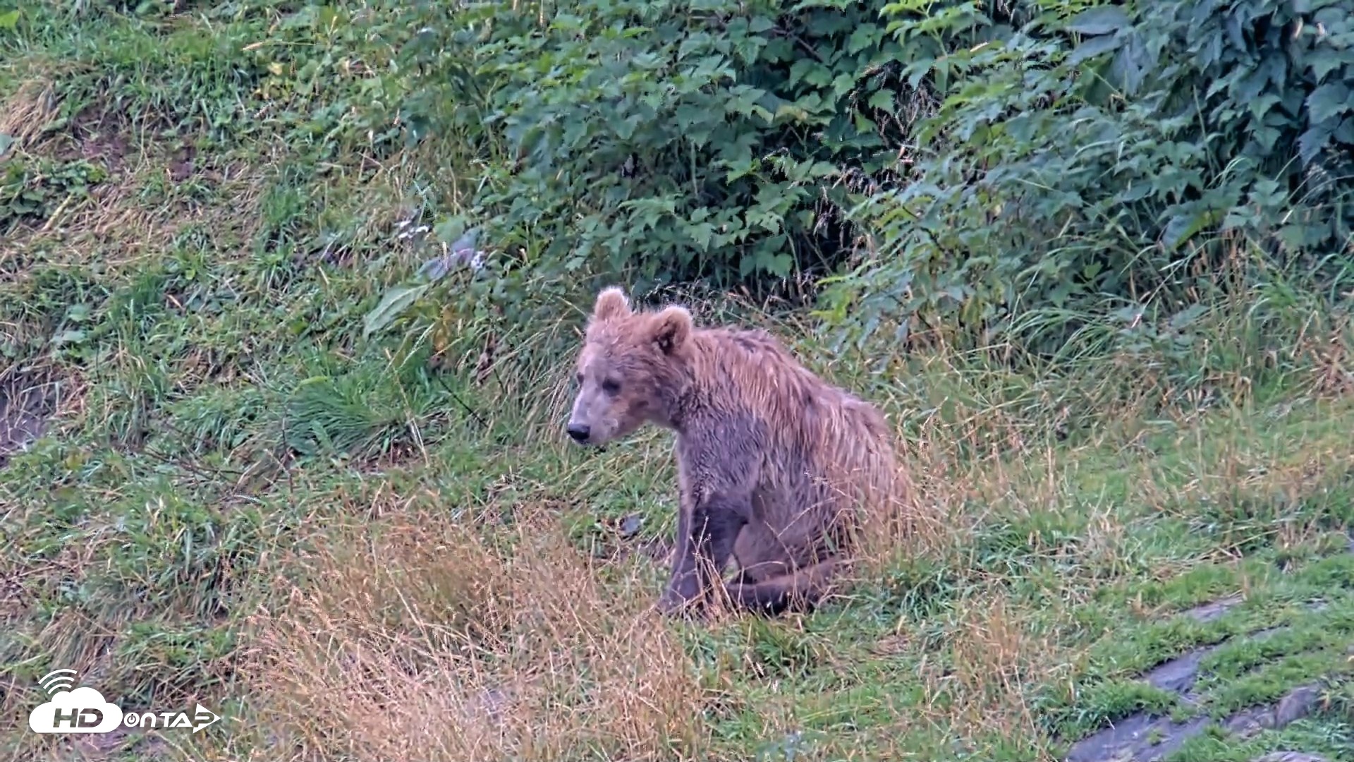 Snapshot of Kodiak Alaska Brown Bears Live Webcam taken Aug 20, 2026, 2:08pm AKDT