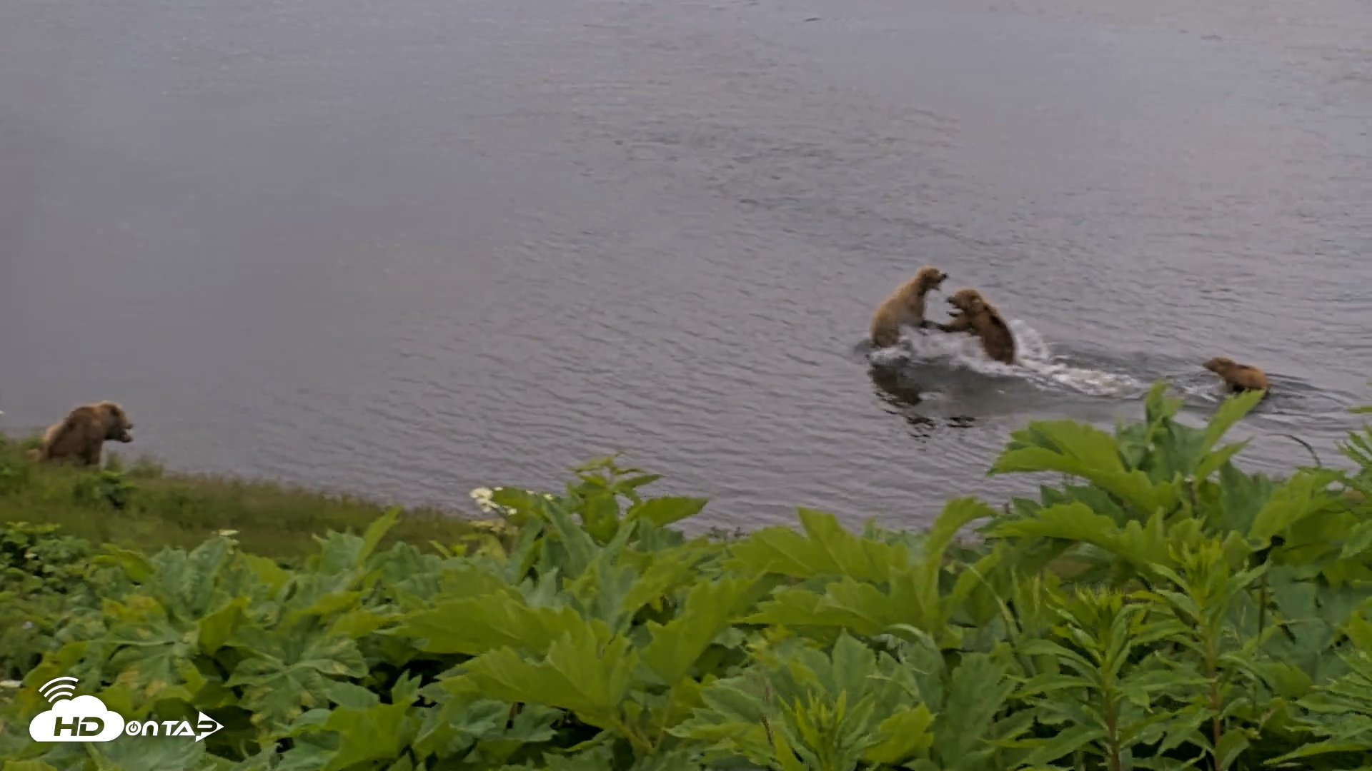 Snapshot of Kodiak Alaska Brown Bears Live Webcam taken Jul 12, 2026, 2:03pm AKDT