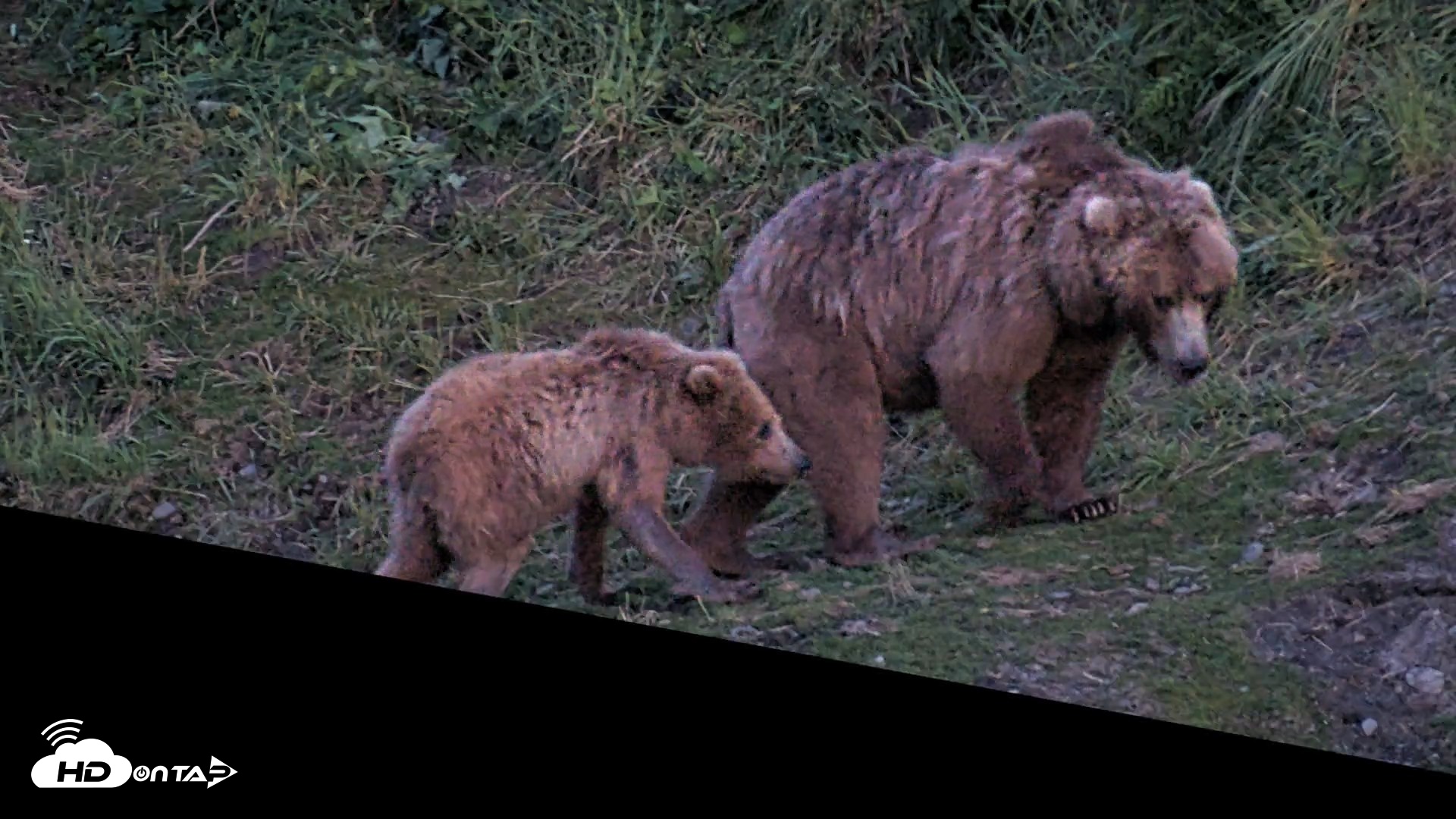 Snapshot of Kodiak Alaska Brown Bears Live Webcam taken Jul 26, 2026, 11:13pm AKDT