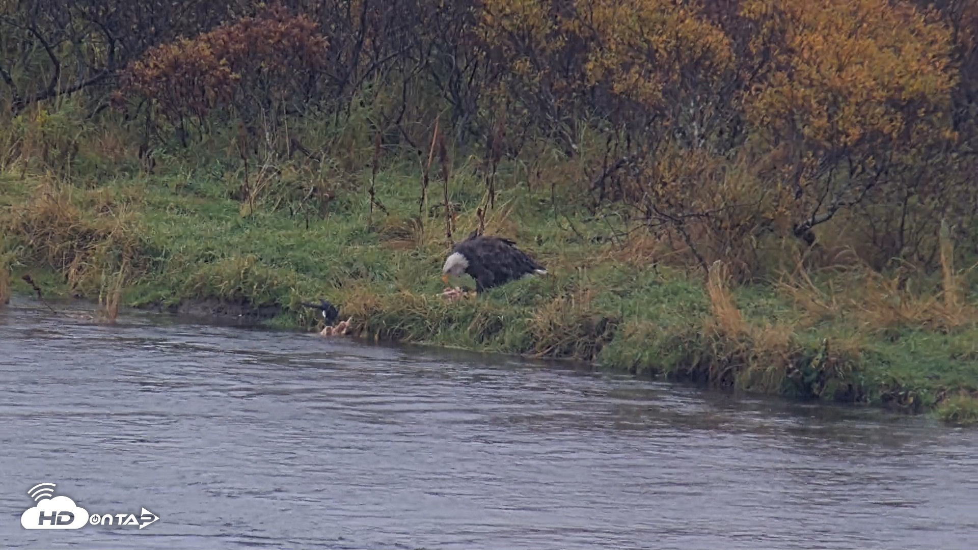Snapshot of Kodiak Alaska Brown Bears Live Webcam taken Oct 5, 2026, 11:55am AKDT
