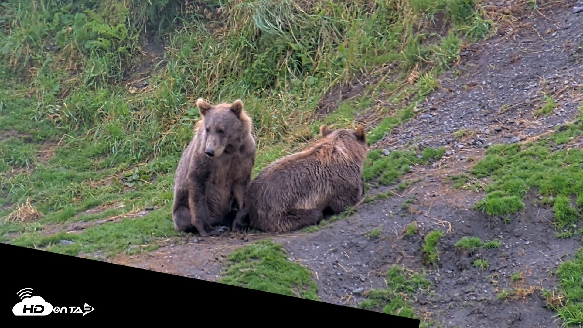 Snapshot of Kodiak Alaska Brown Bears Live Webcam taken Aug 12, 2026, 5:37pm AKDT