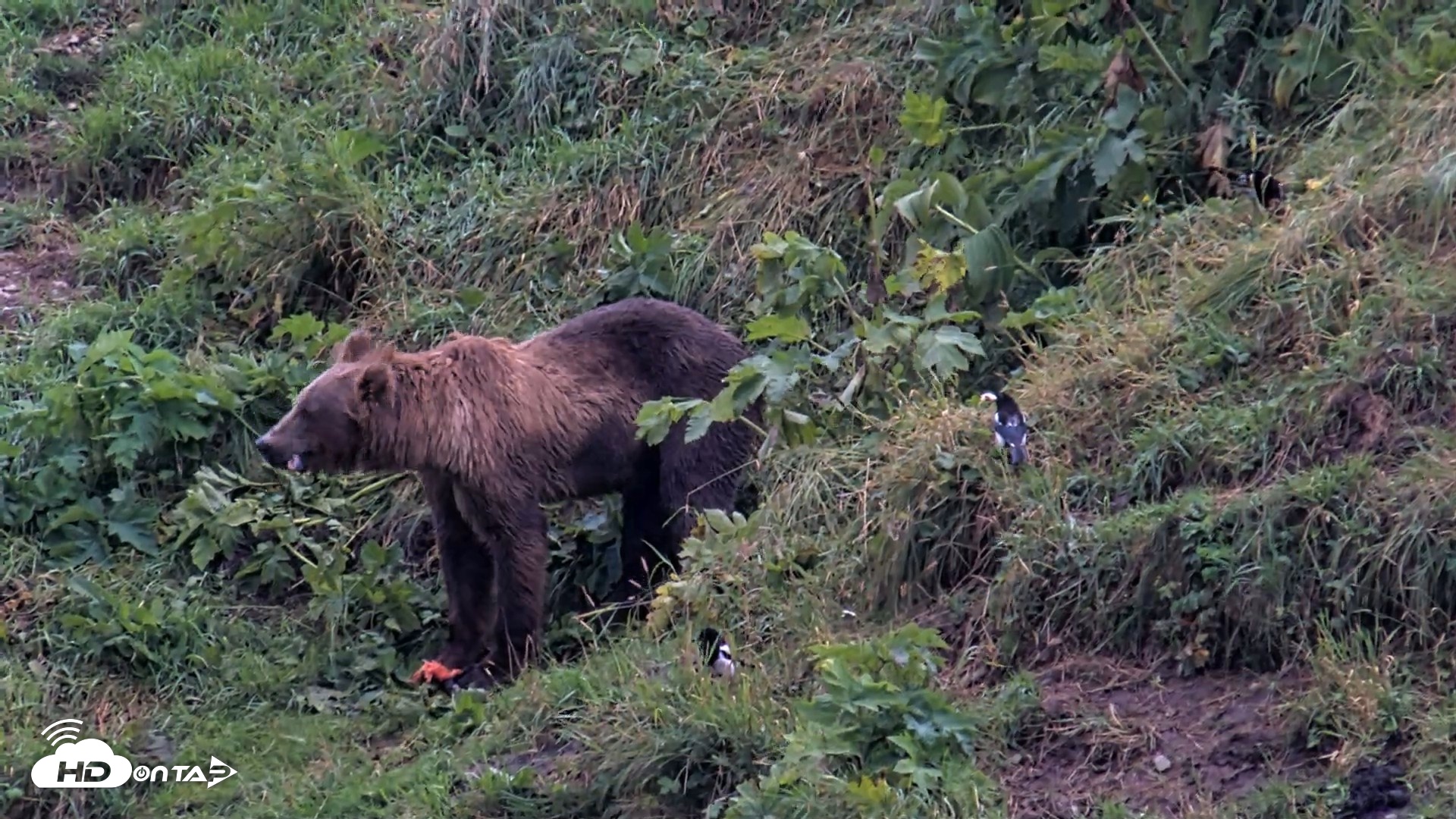 Snapshot of Kodiak Alaska Brown Bears Live Webcam taken Aug 17, 2026, 8:23am AKDT