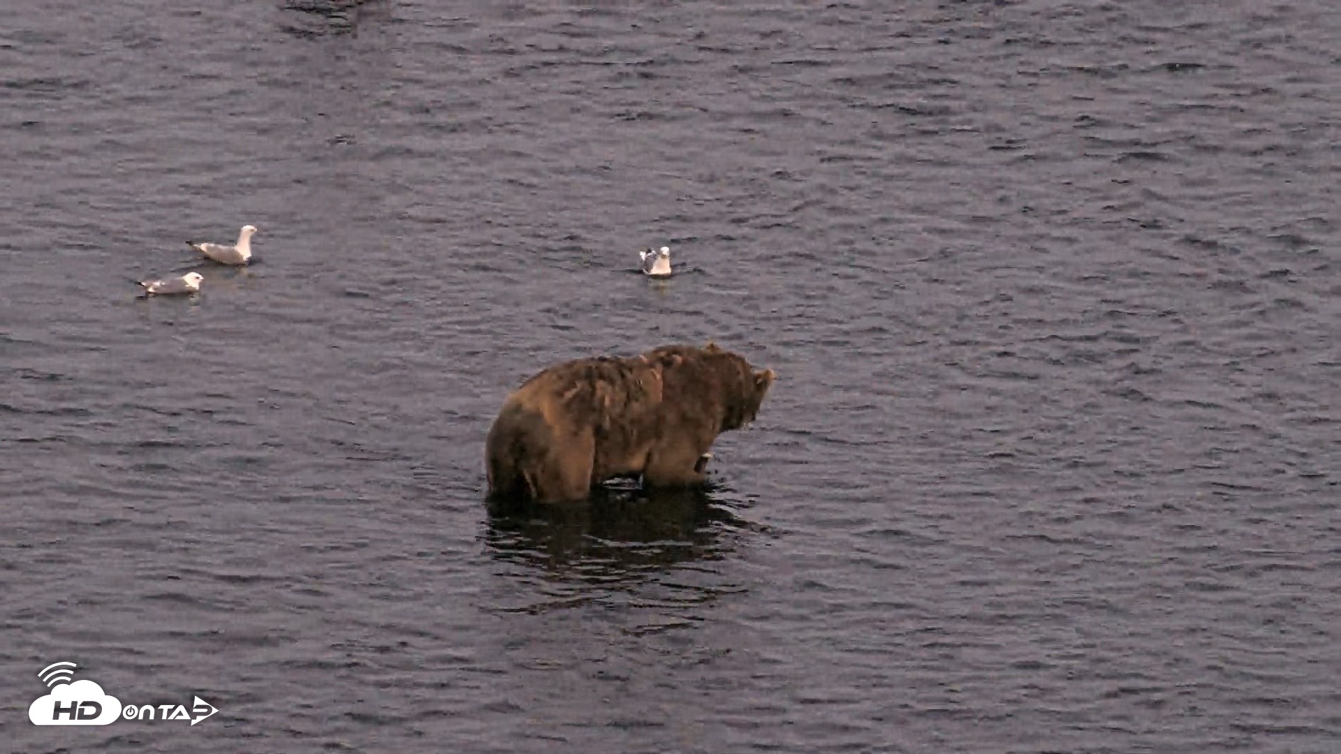 Snapshot of Kodiak Alaska Brown Bears Live Webcam taken Aug 11, 2026, 10:30pm AKDT