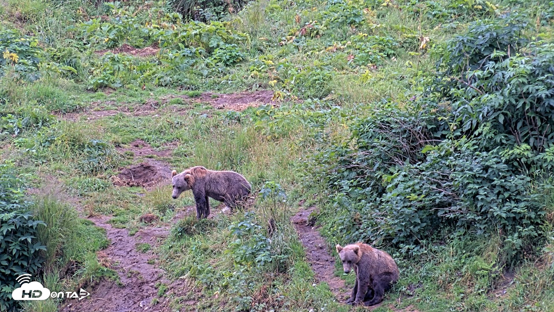Snapshot of Kodiak Alaska Brown Bears Live Webcam taken Aug 13, 2026, 11:37am AKDT