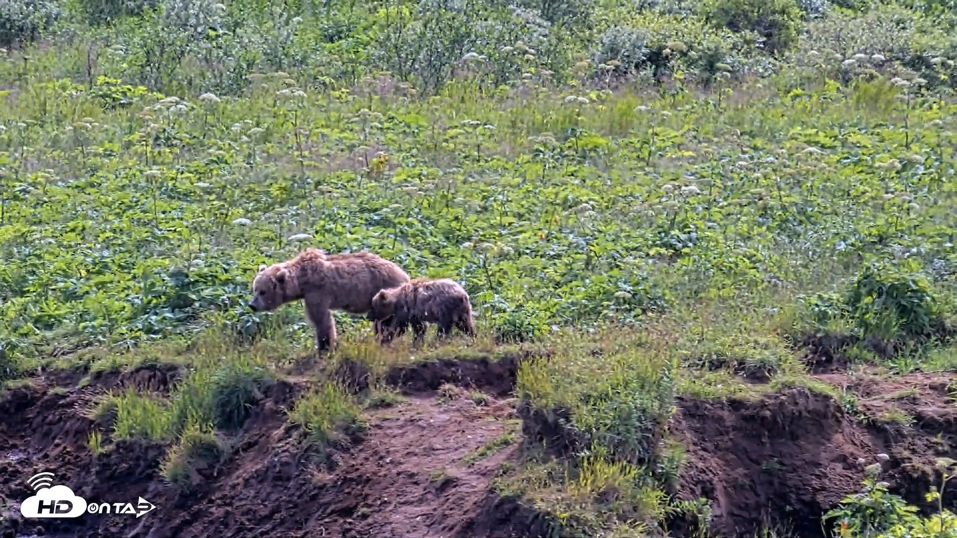 Snapshot of Kodiak Alaska Brown Bears Live Webcam taken Aug 1, 2026, 2:16pm AKDT