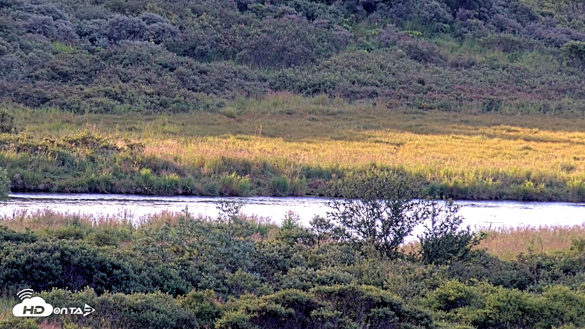Snapshot of Kodiak Alaska Brown Bears Live Webcam taken Aug 21, 2026, 8:26am AKDT