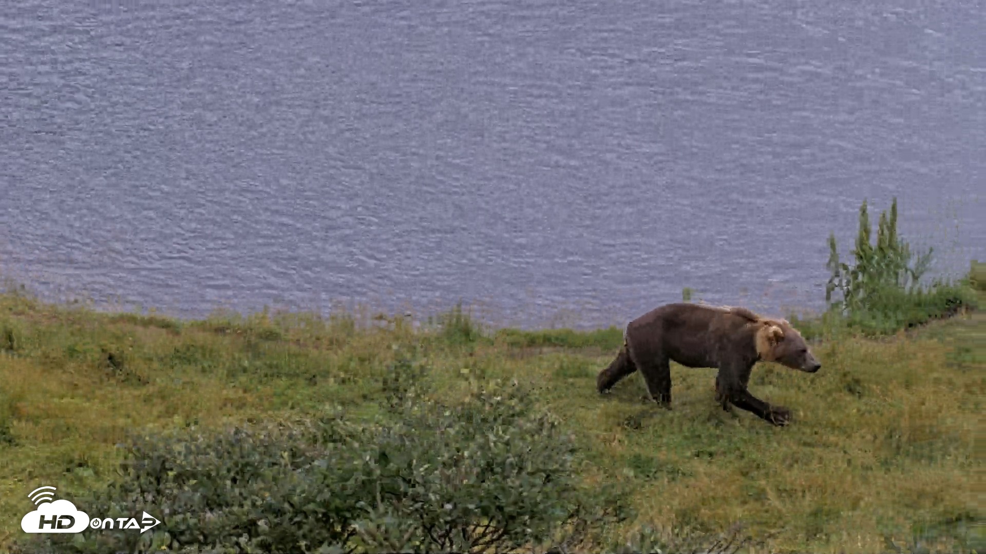 Snapshot of Kodiak Alaska Brown Bears Live Webcam taken Aug 20, 2026, 3:26pm AKDT
