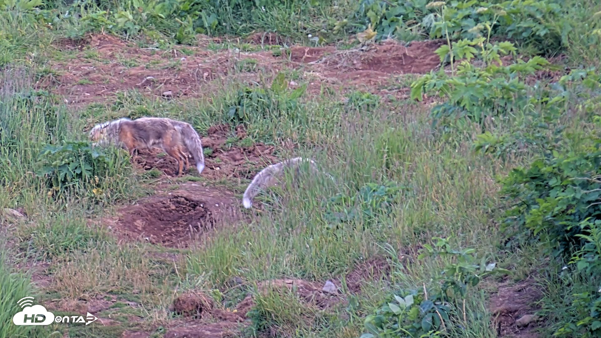 Snapshot of Kodiak Alaska Brown Bears Live Webcam taken Jul 29, 2026, 9:57pm AKDT