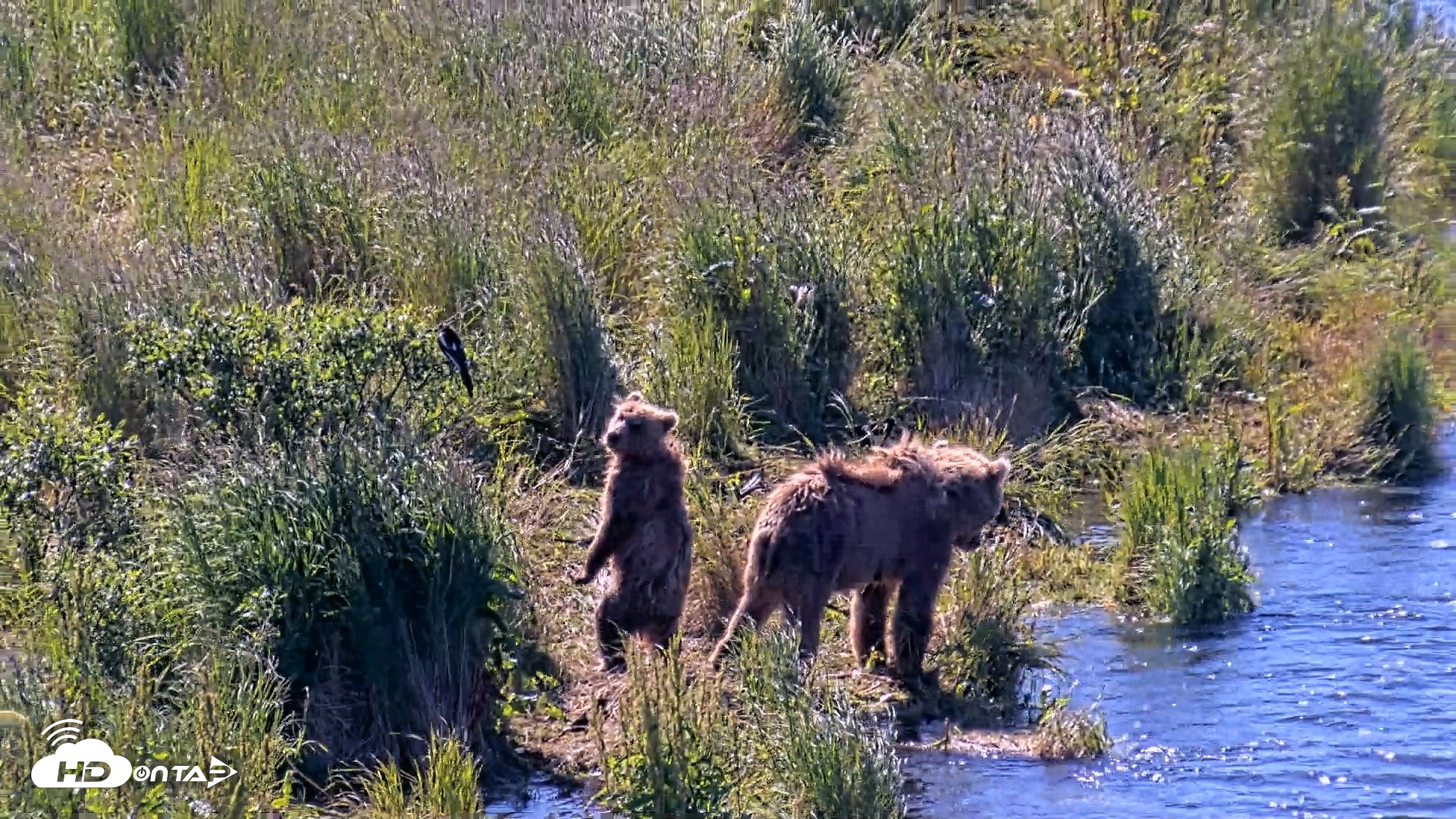 Snapshot of Kodiak Alaska Brown Bears Live Webcam taken Jul 30, 2026, 11:09am AKDT