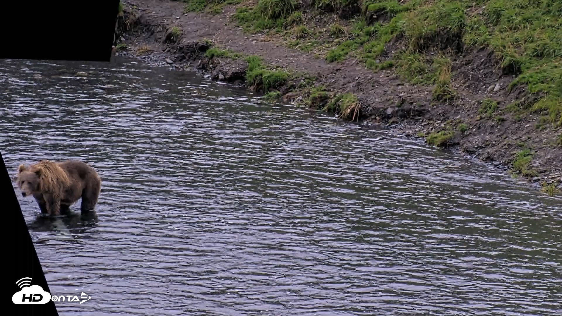 Snapshot of Kodiak Alaska Brown Bears Live Webcam taken Aug 20, 2026, 8:49pm AKDT