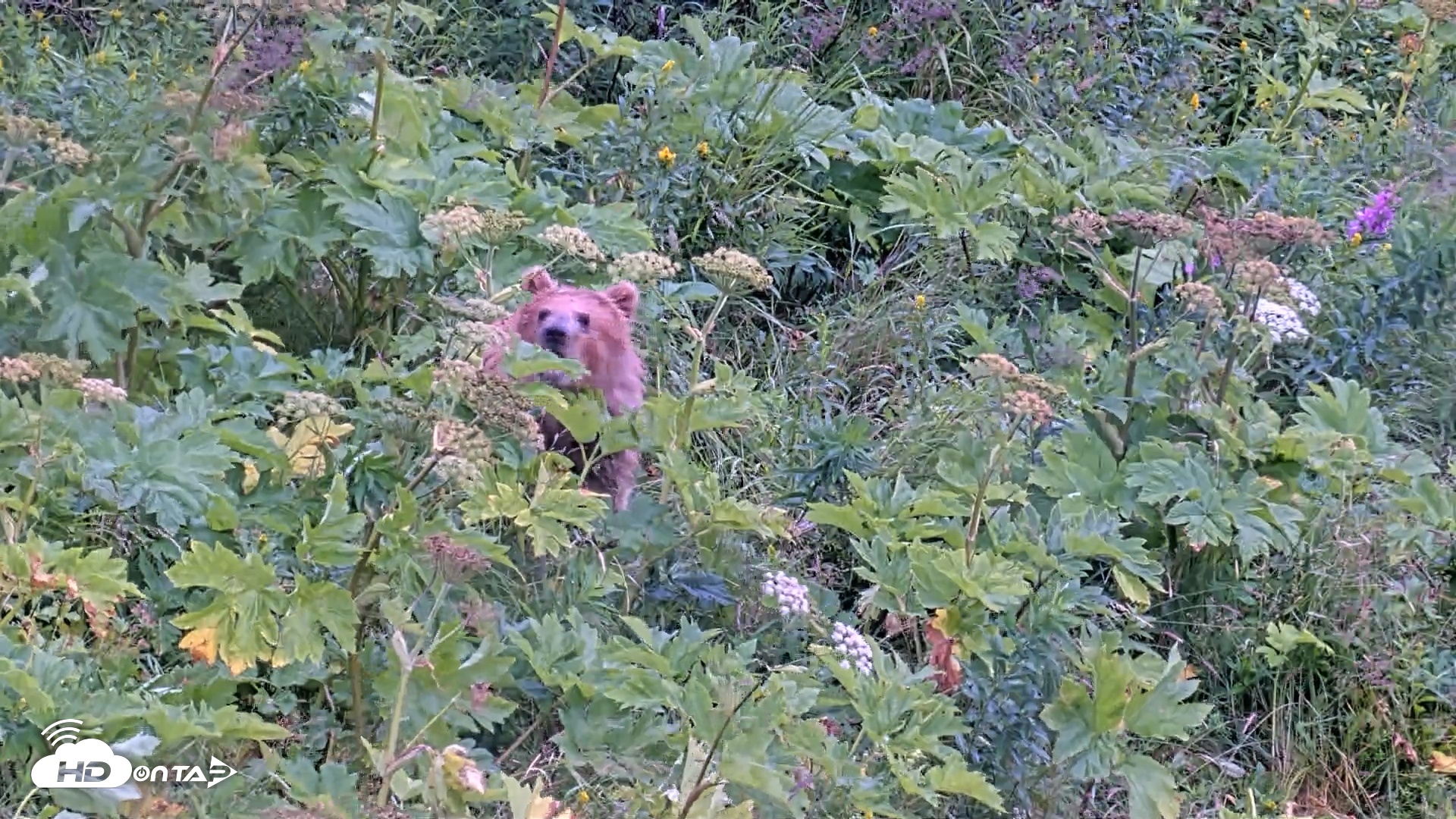 Snapshot of Kodiak Alaska Brown Bears Live Webcam taken Aug 12, 2026, 2:30pm AKDT