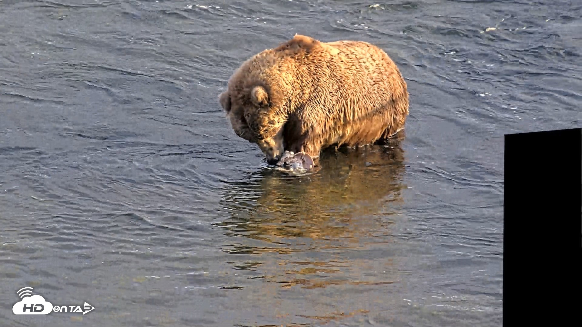 Snapshot of Kodiak Alaska Brown Bears Live Webcam taken Oct 2, 2026, 6:07pm AKDT