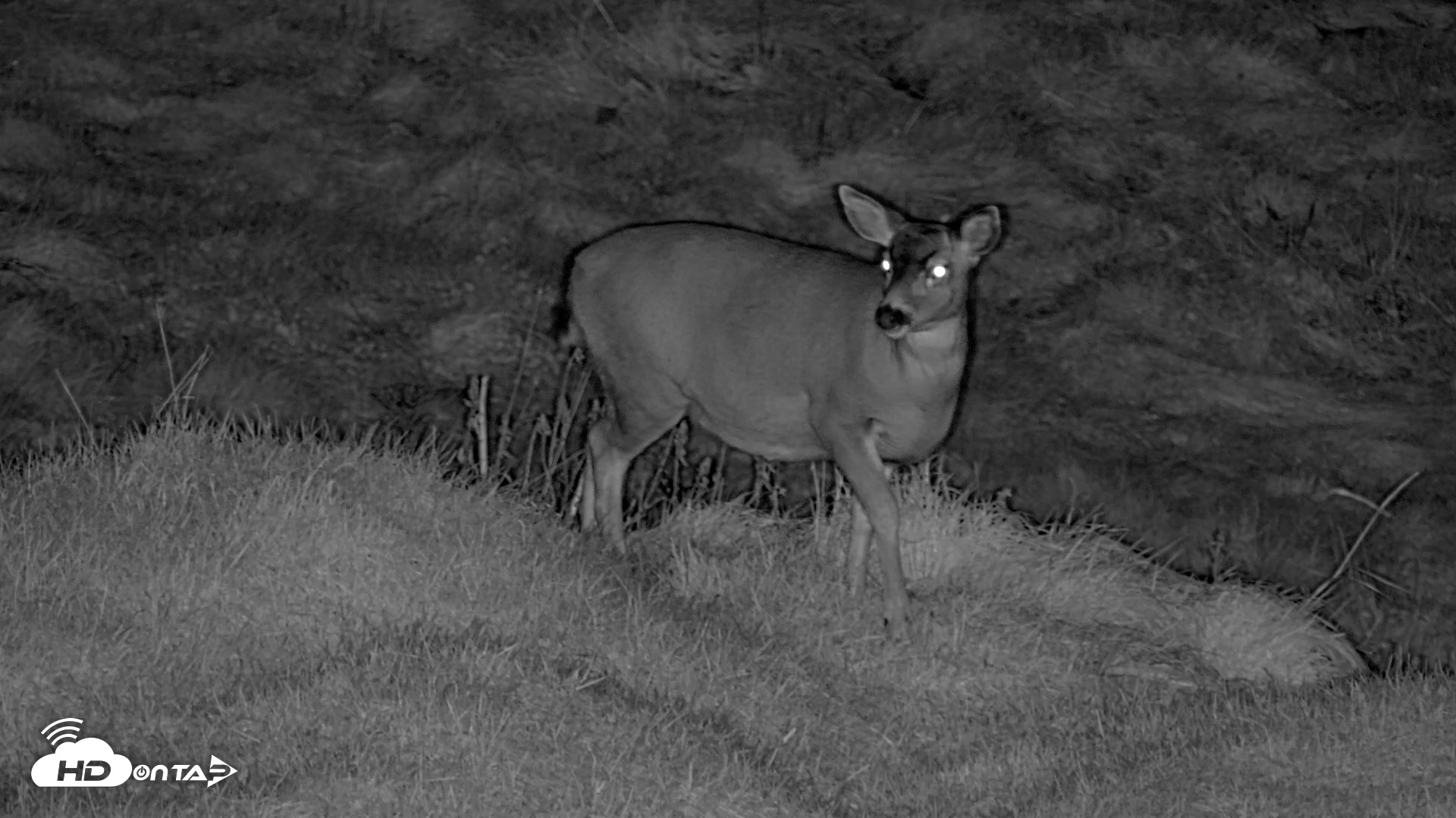 Snapshot of Kodiak Alaska Brown Bears Live Webcam taken Oct 21, 2026, 10:47pm AKDT