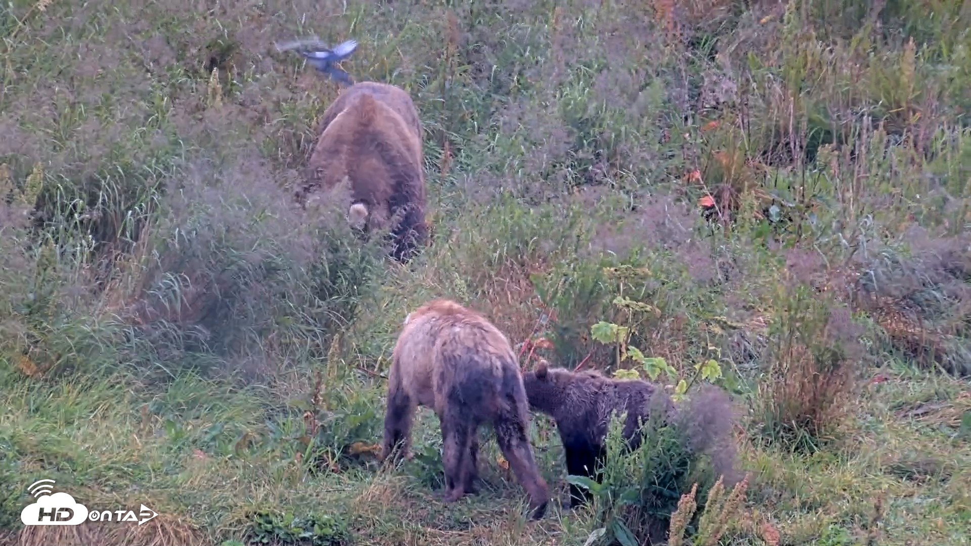 Snapshot of Kodiak Alaska Brown Bears Live Webcam taken Aug 12, 2026, 4:17pm AKDT
