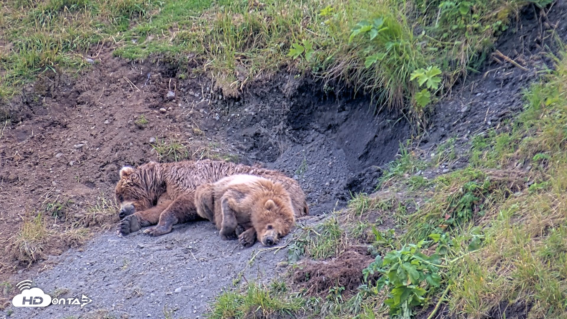 Snapshot of Kodiak Alaska Brown Bears Live Webcam taken Aug 1, 2026, 7:24pm AKDT