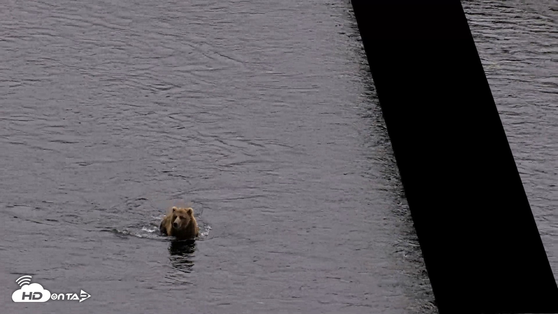 Snapshot of Kodiak Alaska Brown Bears Live Webcam taken Aug 3, 2026, 10:15pm AKDT