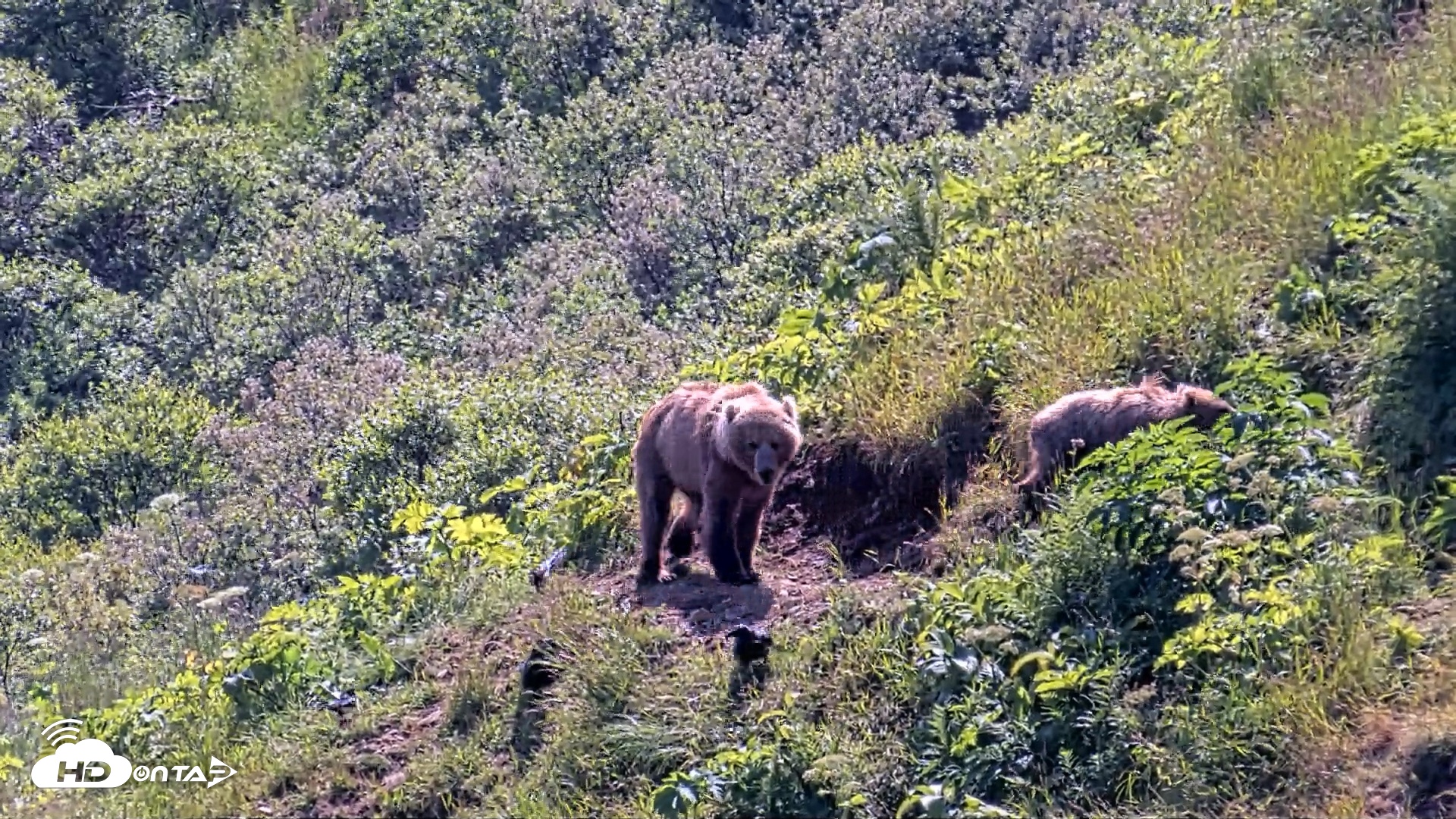 Snapshot of Kodiak Alaska Brown Bears Live Webcam taken Jul 31, 2026, 2:17pm AKDT