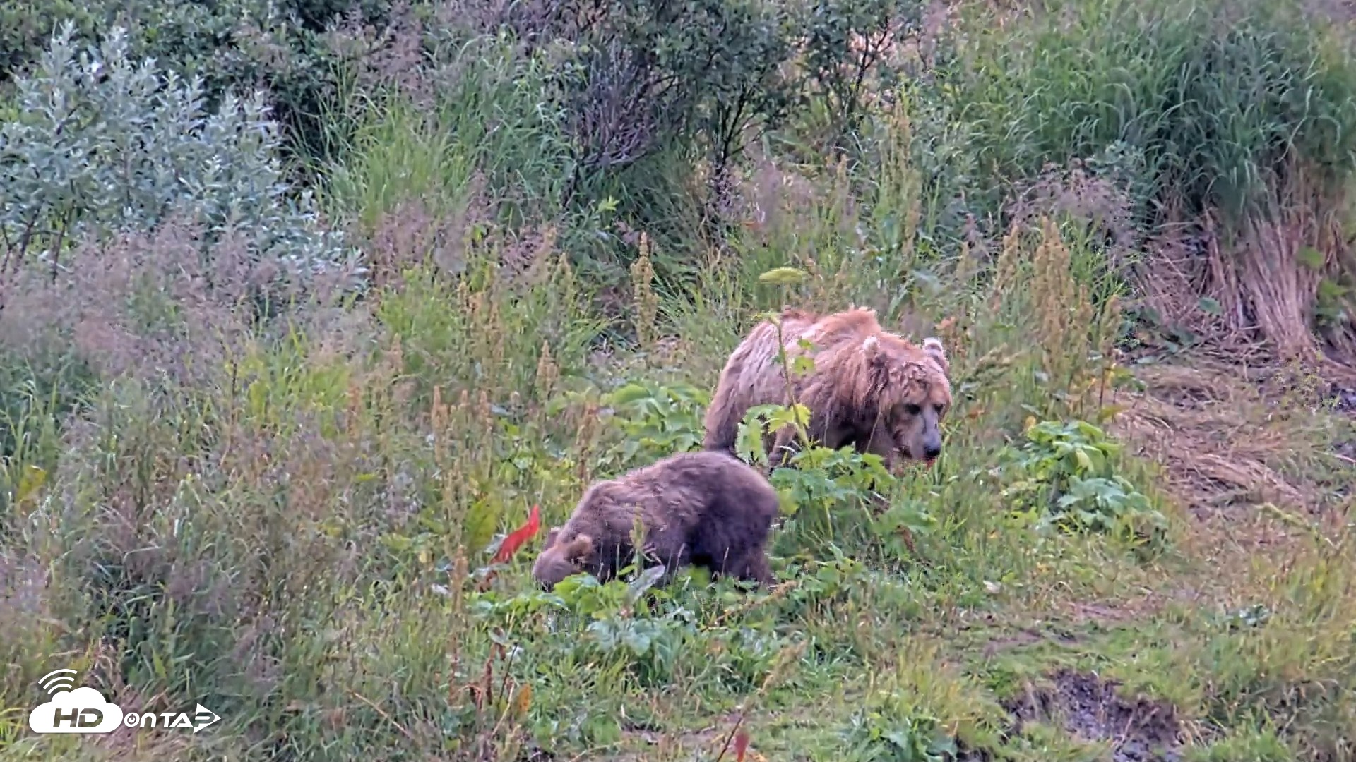 Snapshot of Kodiak Alaska Brown Bears Live Webcam taken Aug 10, 2026, 11:59am AKDT