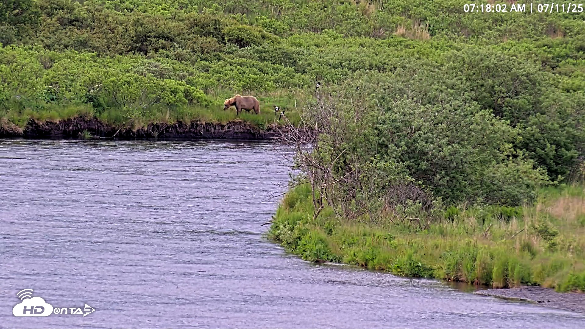 Snapshot of Kodiak Alaska Brown Bears Live Webcam taken Jul 11, 2025, 7:18am AKDT