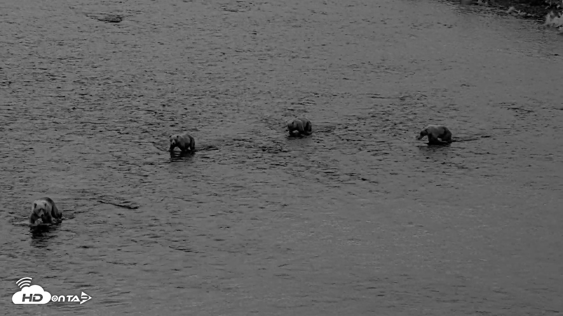 Snapshot of Kodiak Alaska Brown Bears Live Webcam taken Aug 12, 2026, 6:24am AKDT