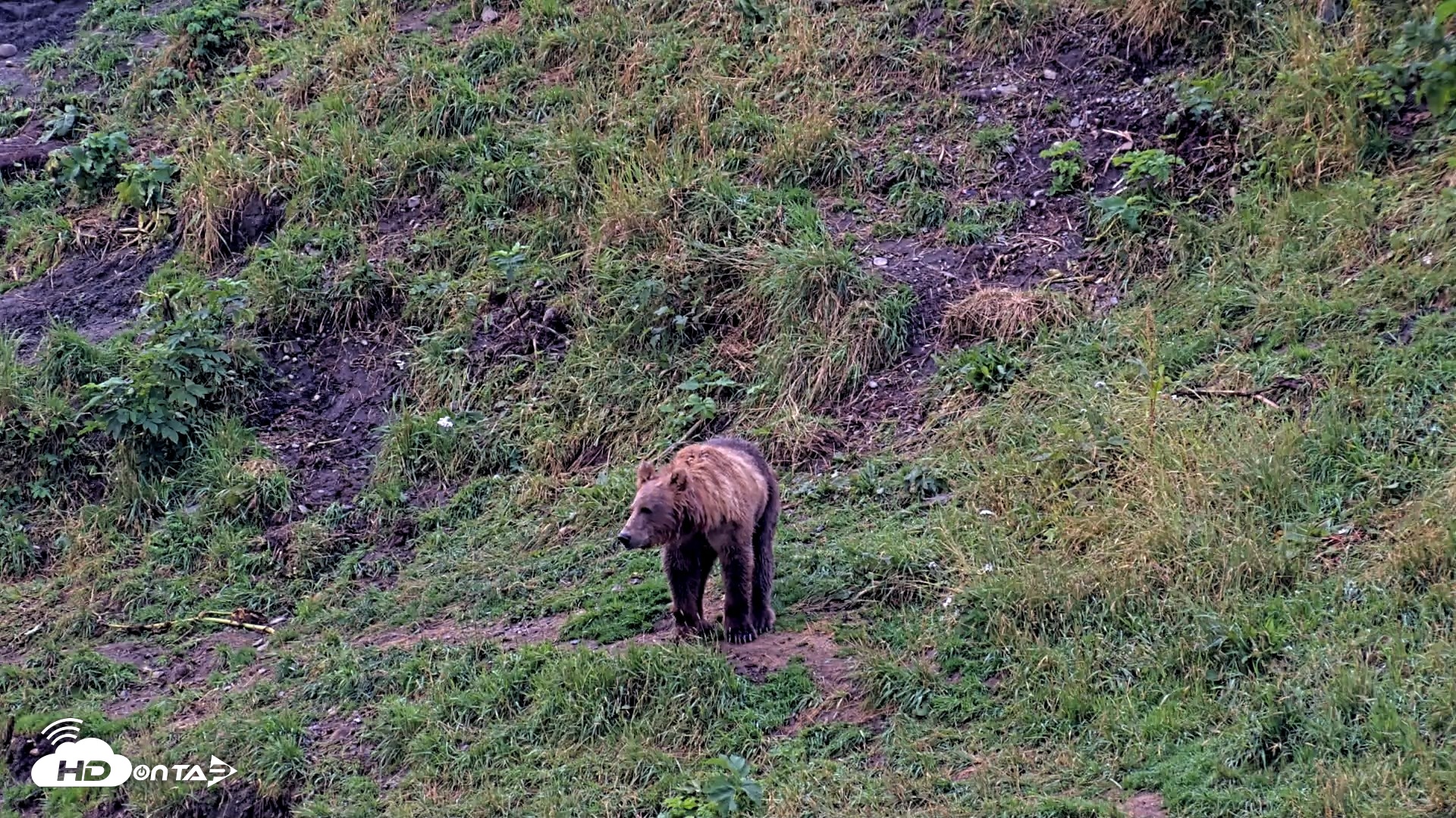 Snapshot of Kodiak Alaska Brown Bears Live Webcam taken Aug 17, 2026, 8:43am AKDT