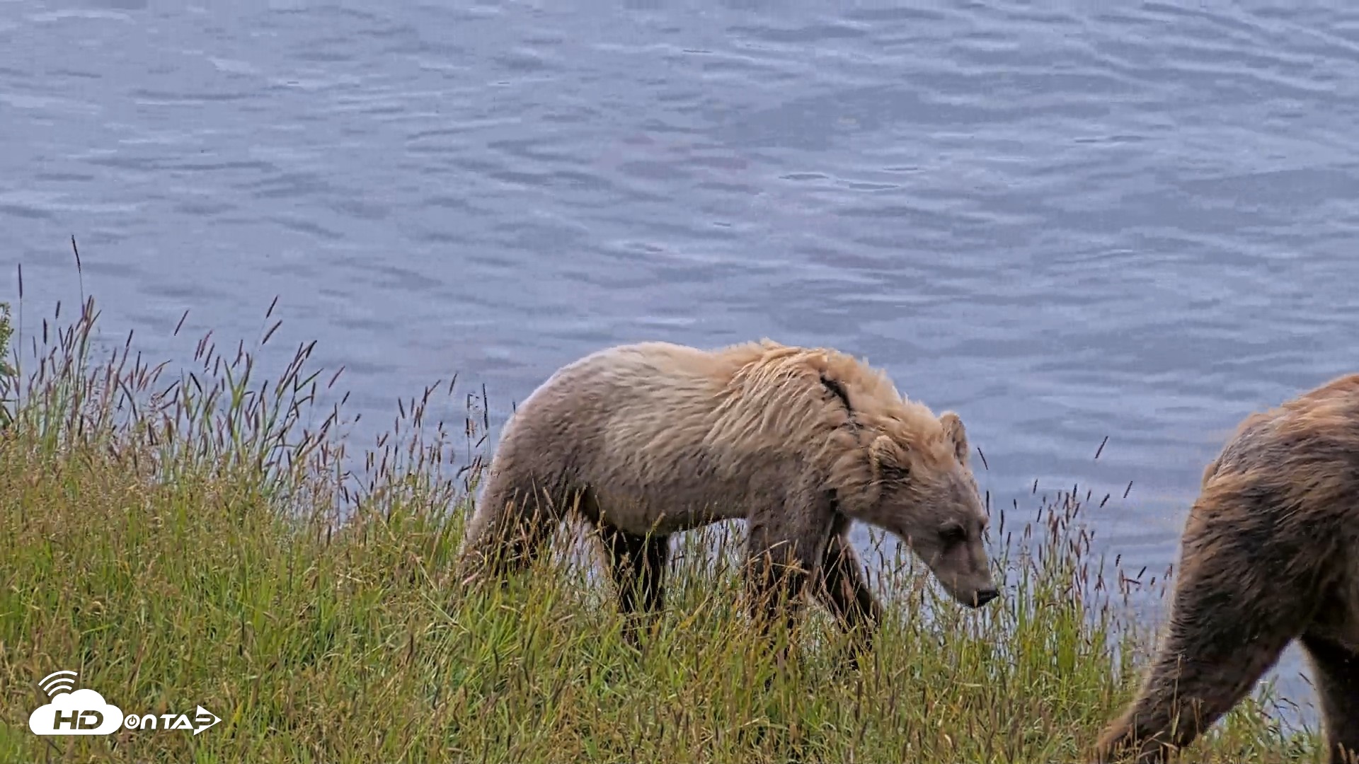 Snapshot of Kodiak Alaska Brown Bears Live Webcam taken Aug 2, 2026, 11:06am AKDT