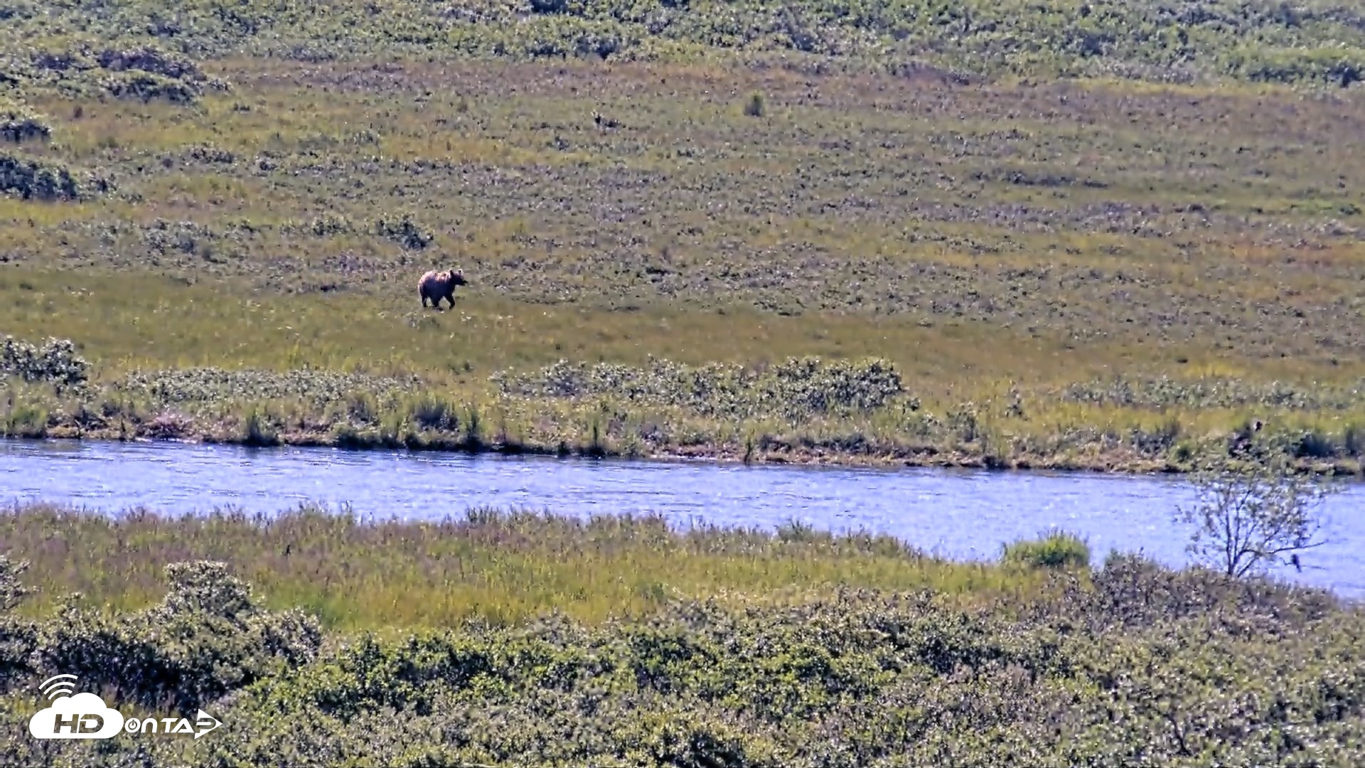 Snapshot of Kodiak Alaska Brown Bears Live Webcam taken Jul 29, 2026, 10:42am AKDT