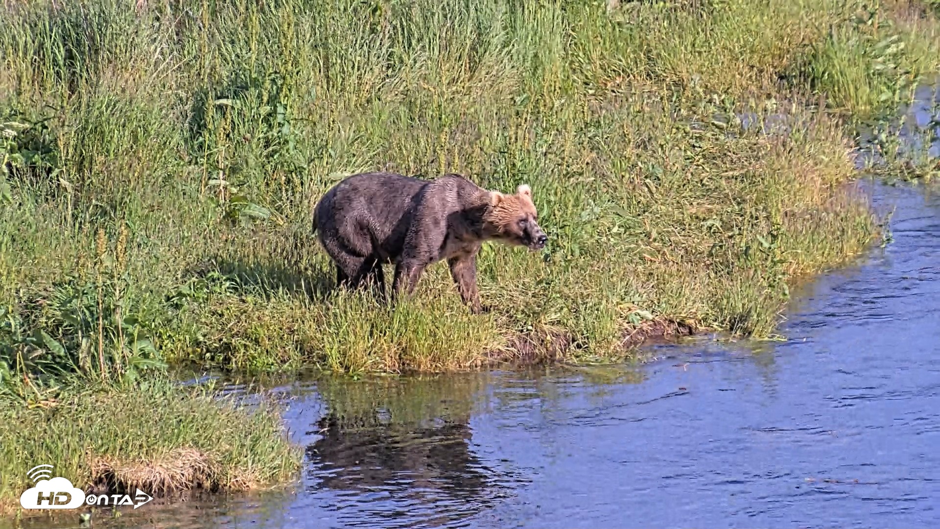 Snapshot of Kodiak Alaska Brown Bears Live Webcam taken Jul 25, 2026, 6:50pm AKDT
