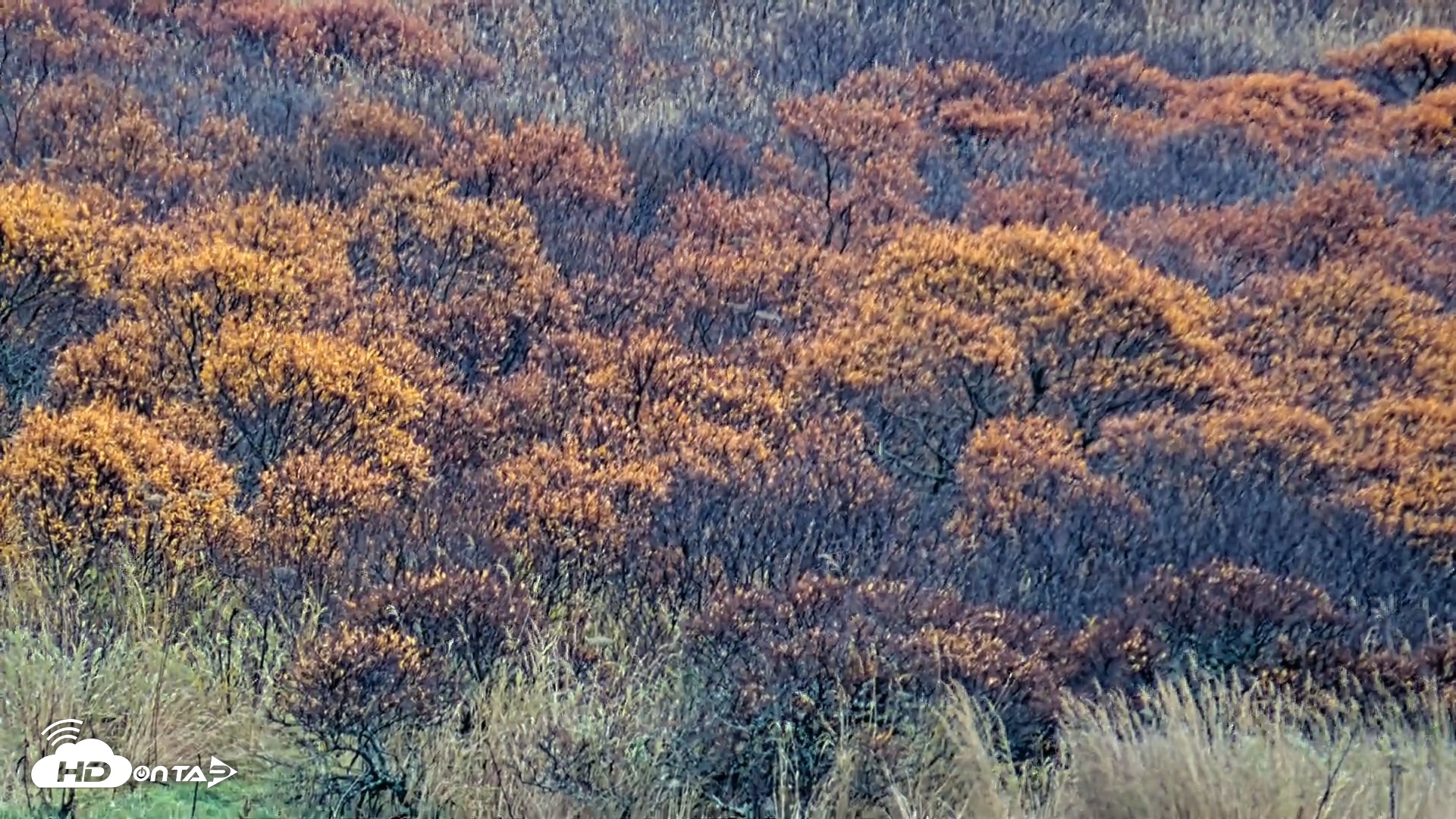 Snapshot of Kodiak Alaska Brown Bears Live Webcam taken Oct 20, 2026, 4:42pm AKDT