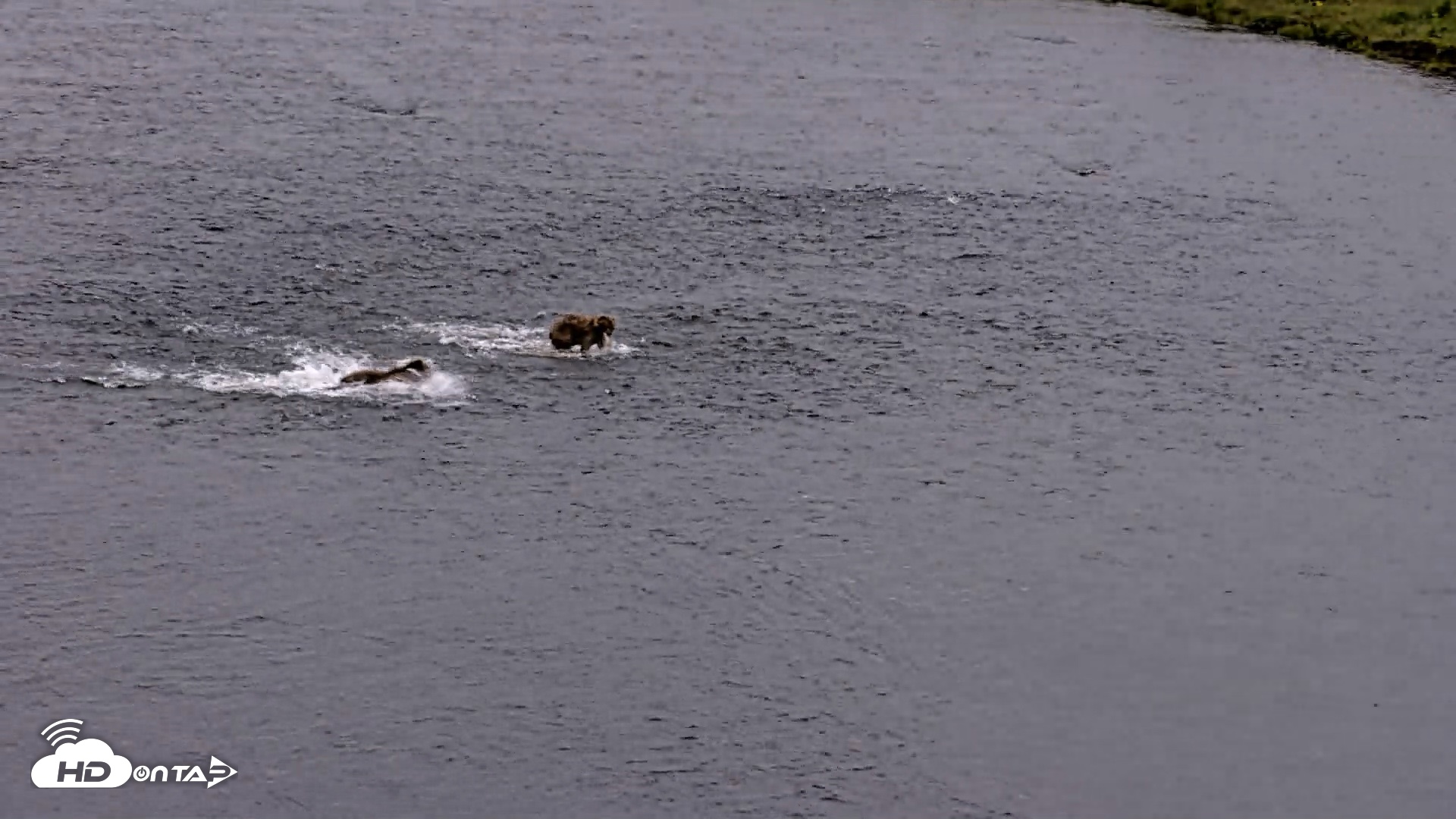 Snapshot of Kodiak Alaska Brown Bears Live Webcam taken Aug 2, 2026, 10:15pm AKDT
