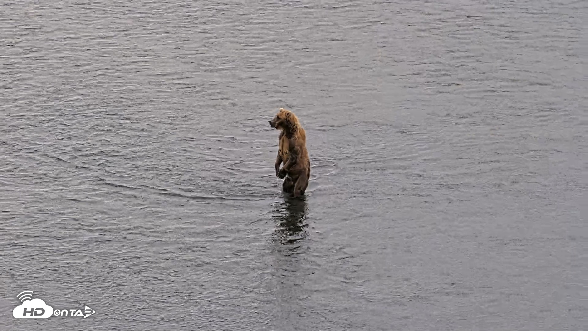 Snapshot of Kodiak Alaska Brown Bears Live Webcam taken Aug 4, 2026, 6:23pm AKDT