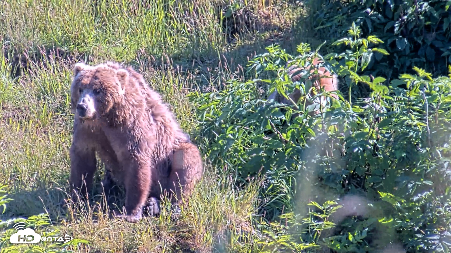 Snapshot of Kodiak Alaska Brown Bears Live Webcam taken Jul 30, 2026, 6:06pm AKDT