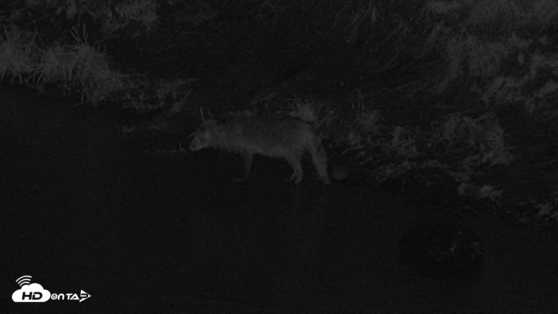 Snapshot of Kodiak Alaska Brown Bears Live Webcam taken Aug 21, 2026, 2:59am AKDT