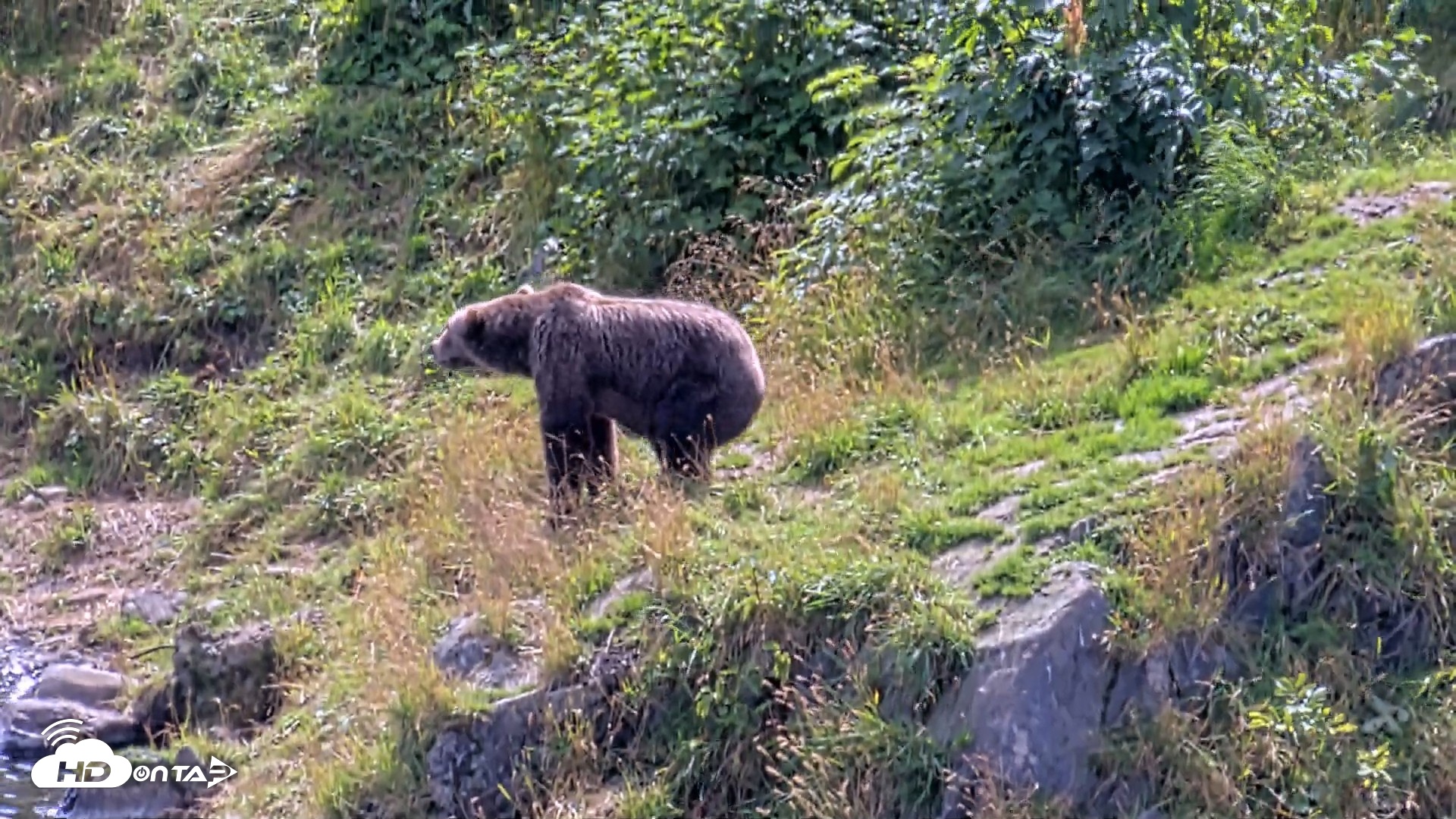 Snapshot of Kodiak Alaska Brown Bears Live Webcam taken Aug 23, 2026, 2:21pm AKDT