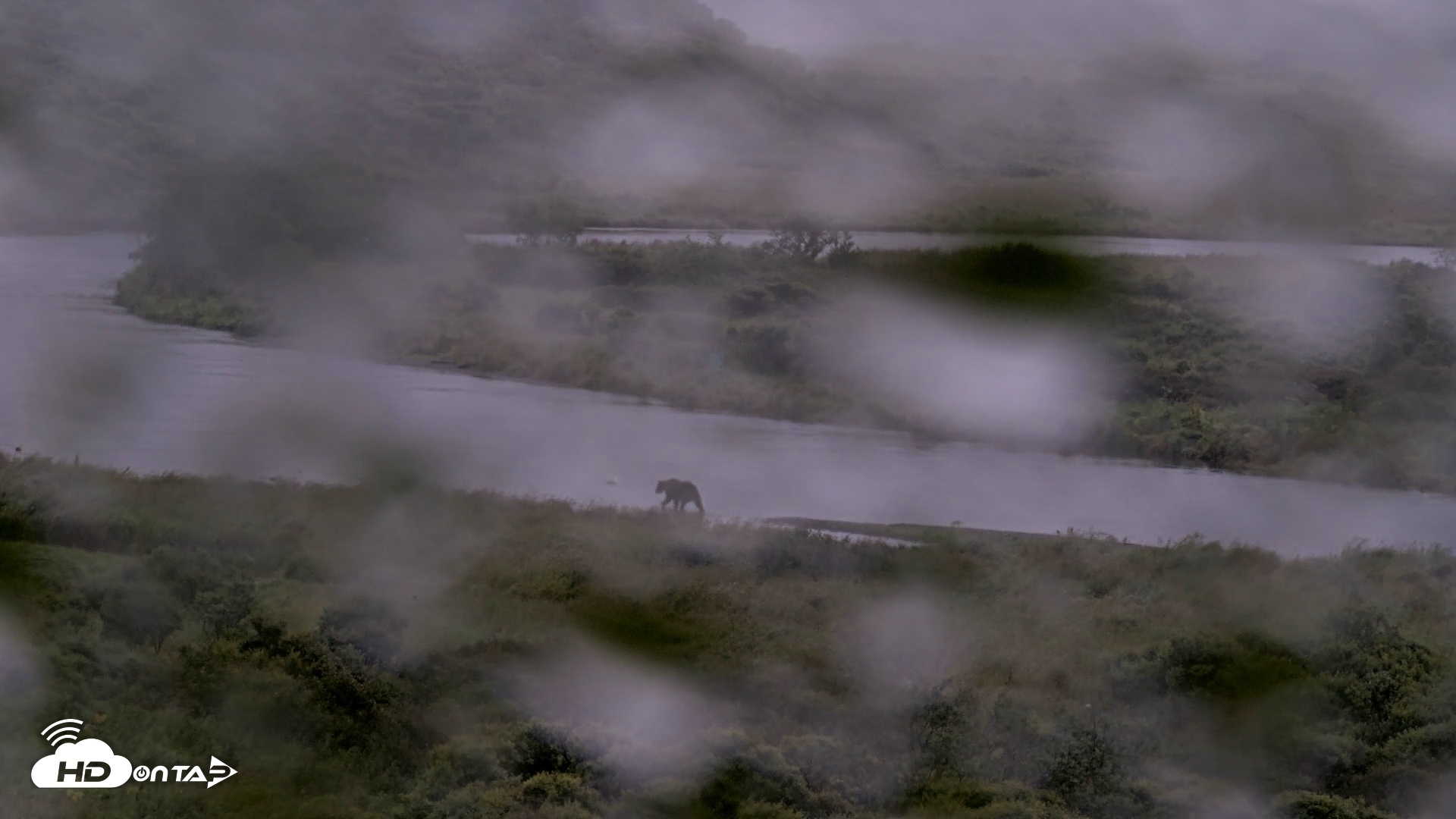 Snapshot of Kodiak Alaska Brown Bears Live Webcam taken Aug 22, 2026, 7:51am AKDT