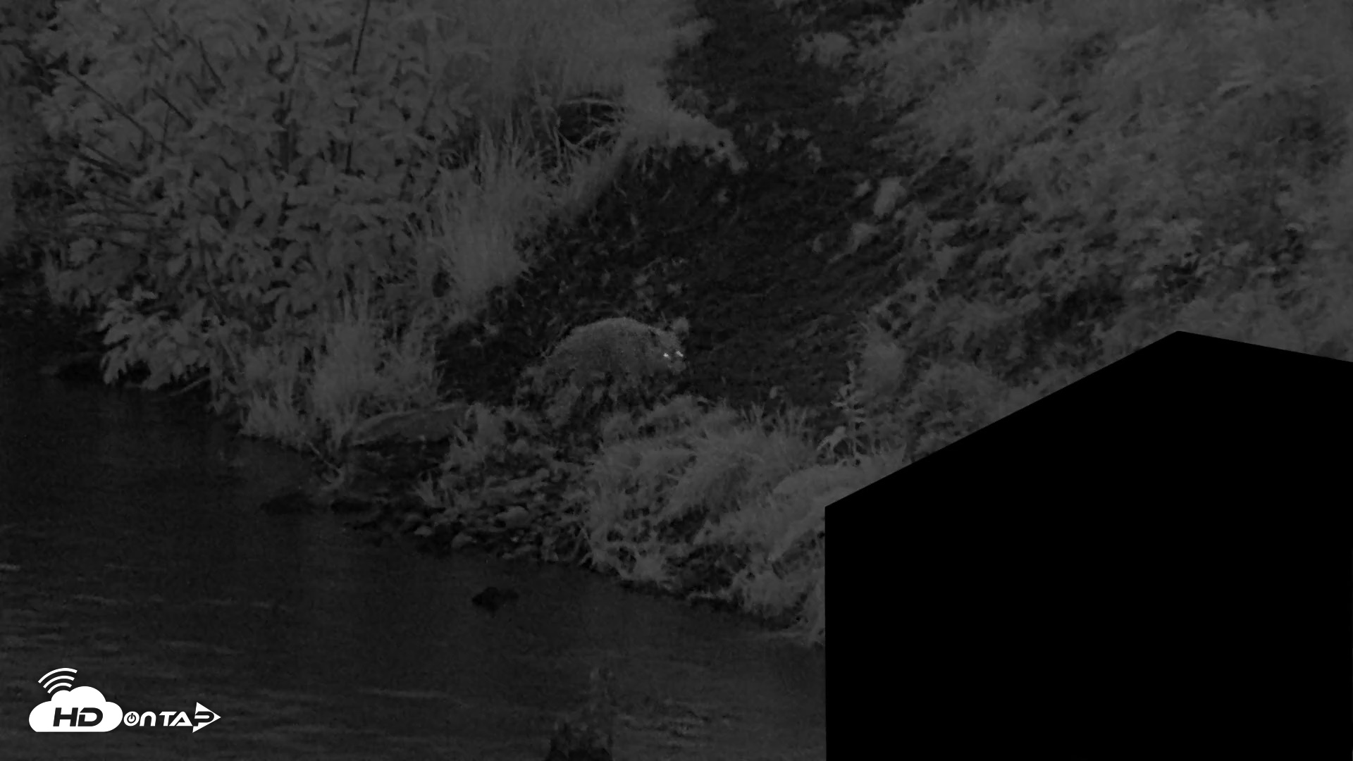 Snapshot of Kodiak Alaska Brown Bears Live Webcam taken Aug 14, 2026, 6:09am AKDT
