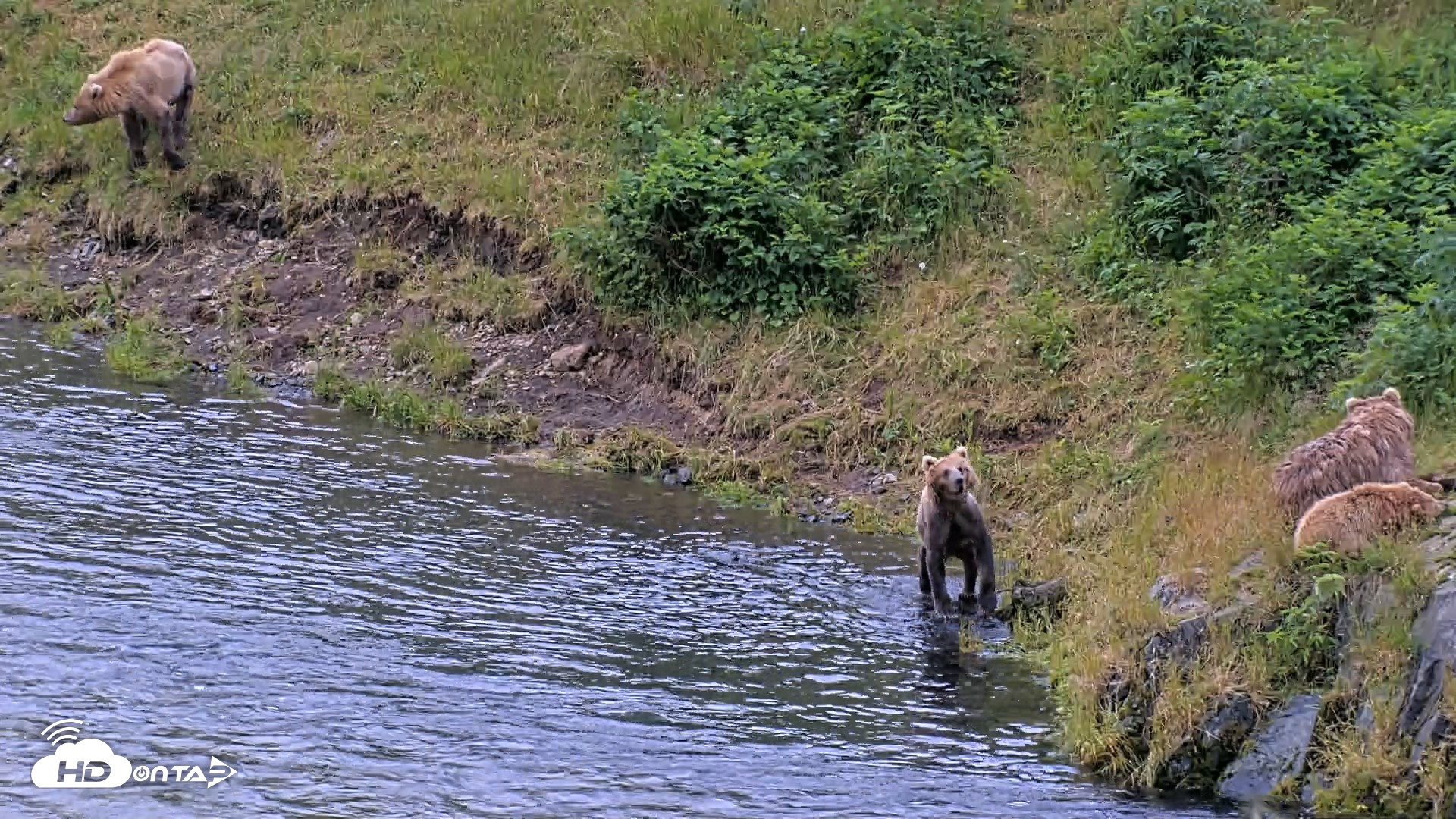 Snapshot of Kodiak Alaska Brown Bears Live Webcam taken Aug 3, 2026, 7:36am AKDT