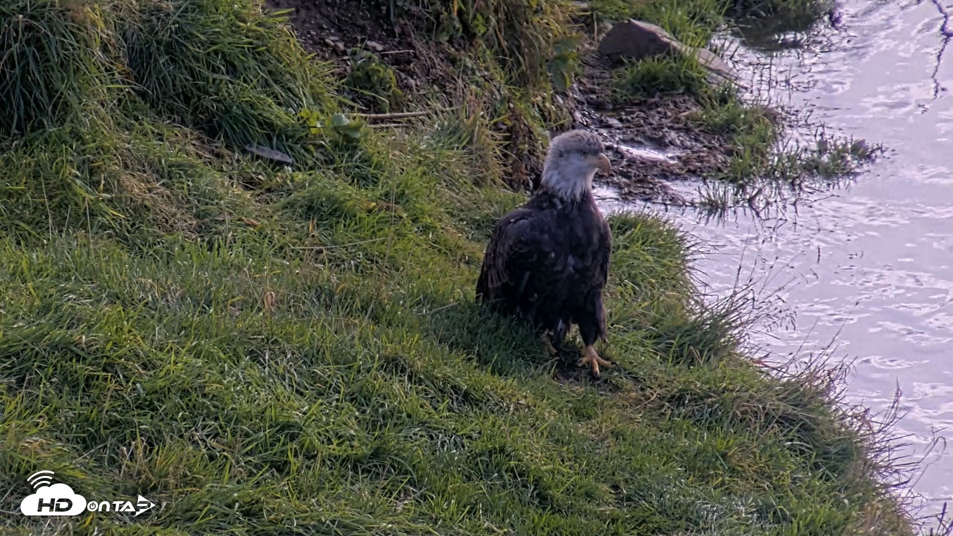 Snapshot of Kodiak Alaska Brown Bears Live Webcam taken Oct 8, 2026, 12:43pm AKDT