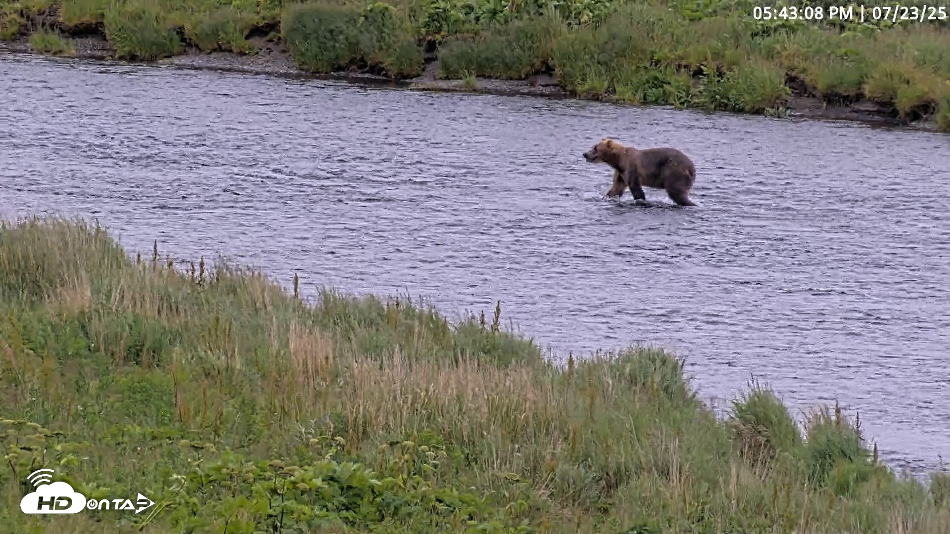 Snapshot of Kodiak Alaska Brown Bears Live Webcam taken Jul 23, 2025, 5:44pm AKDT