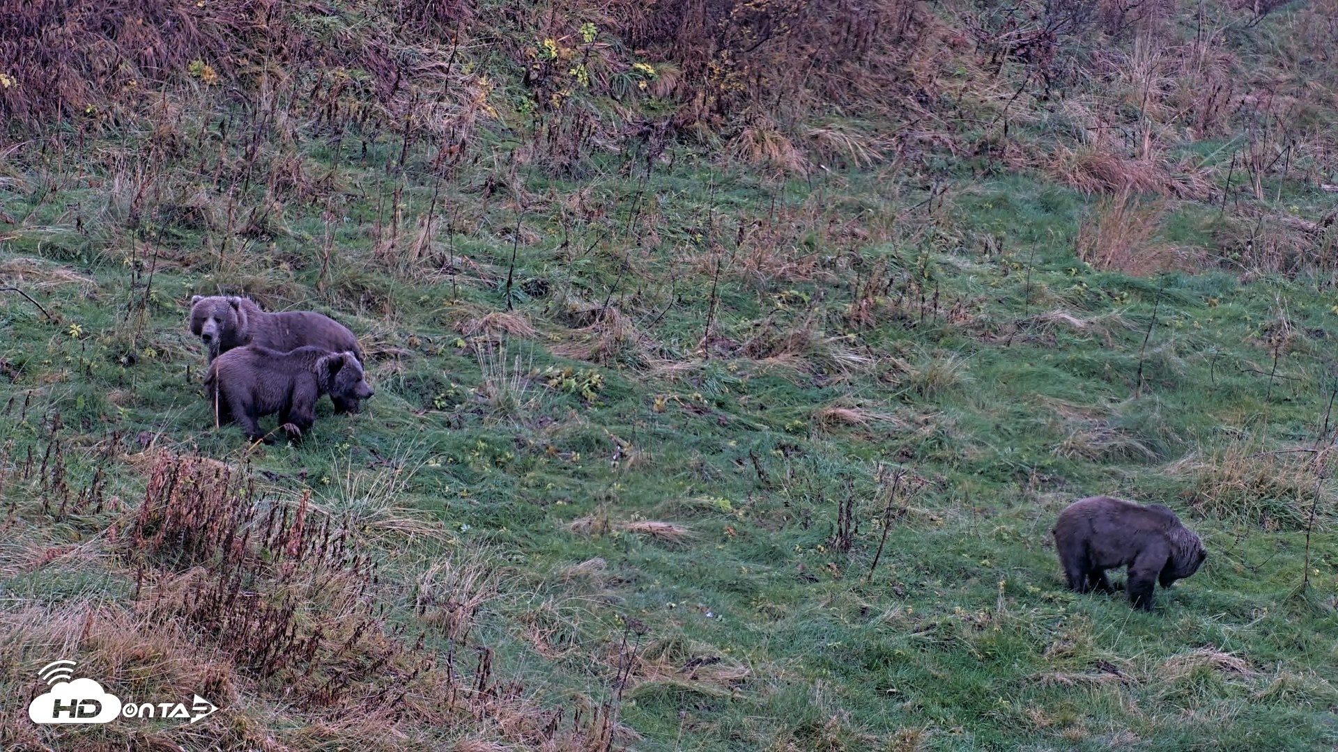 Snapshot of Kodiak Alaska Brown Bears Live Webcam taken Oct 12, 2026, 6:59pm AKDT