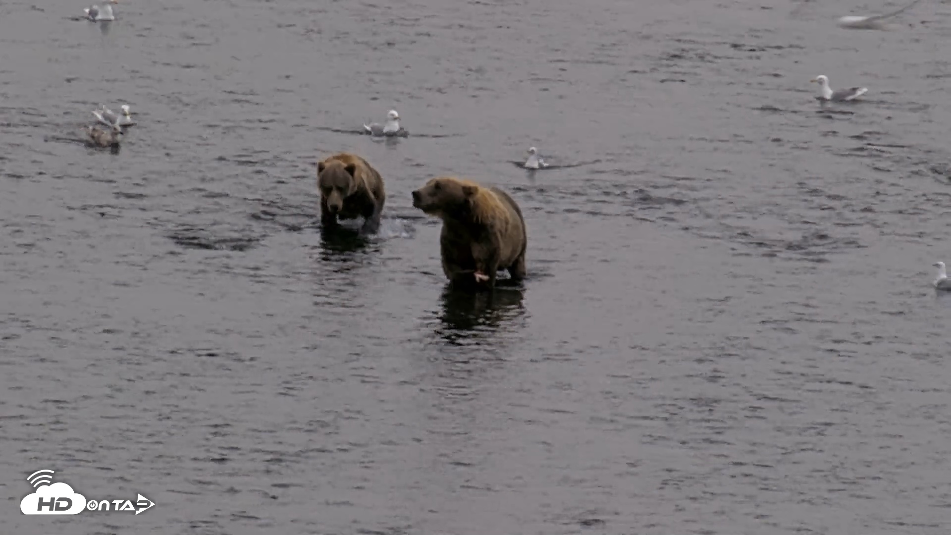 Snapshot of Kodiak Alaska Brown Bears Live Webcam taken Aug 17, 2026, 5:52pm AKDT