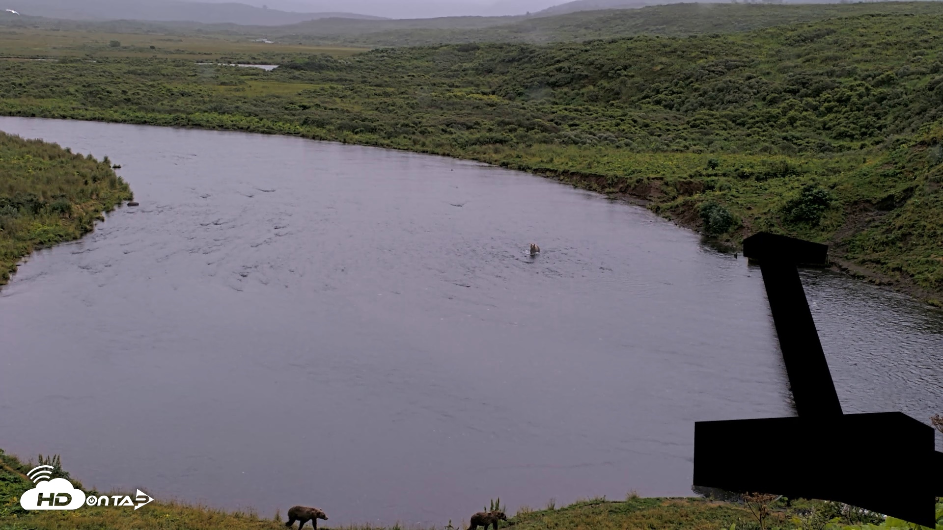 Snapshot of Kodiak Alaska Brown Bears Live Webcam taken Aug 17, 2026, 8:40pm AKDT